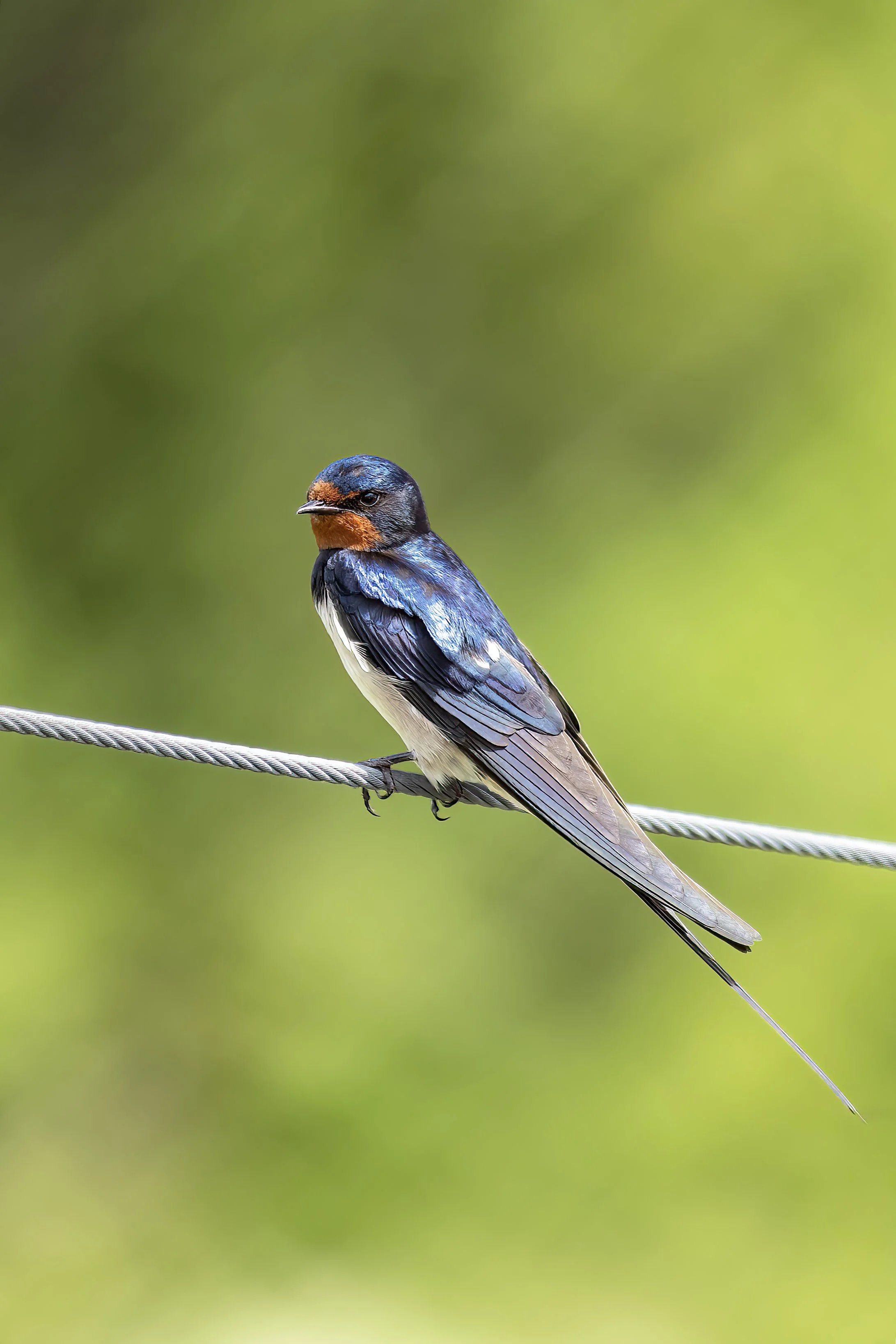 Swallow_01_CLR.jpg