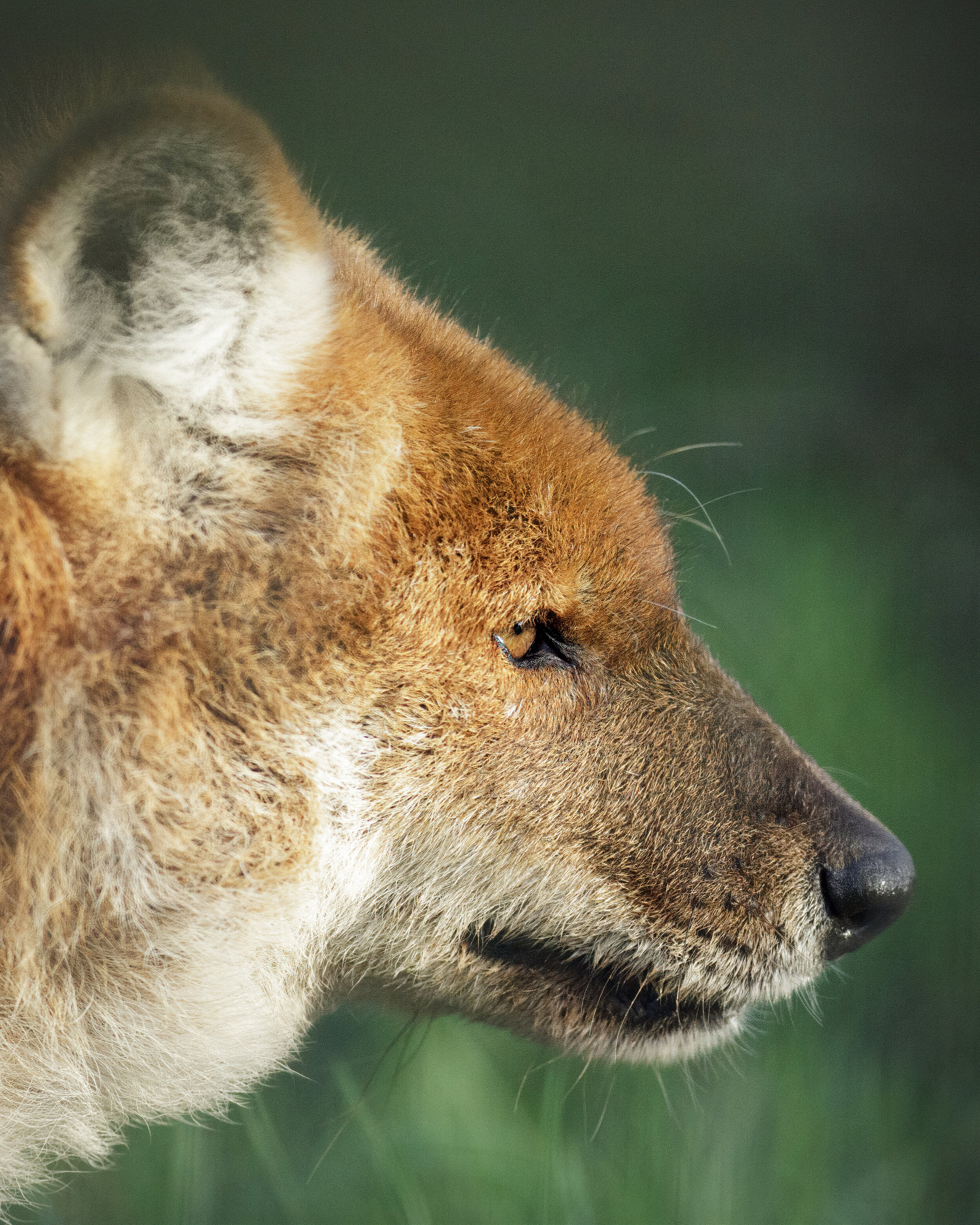 Dhole_01_IG_CLR.jpg