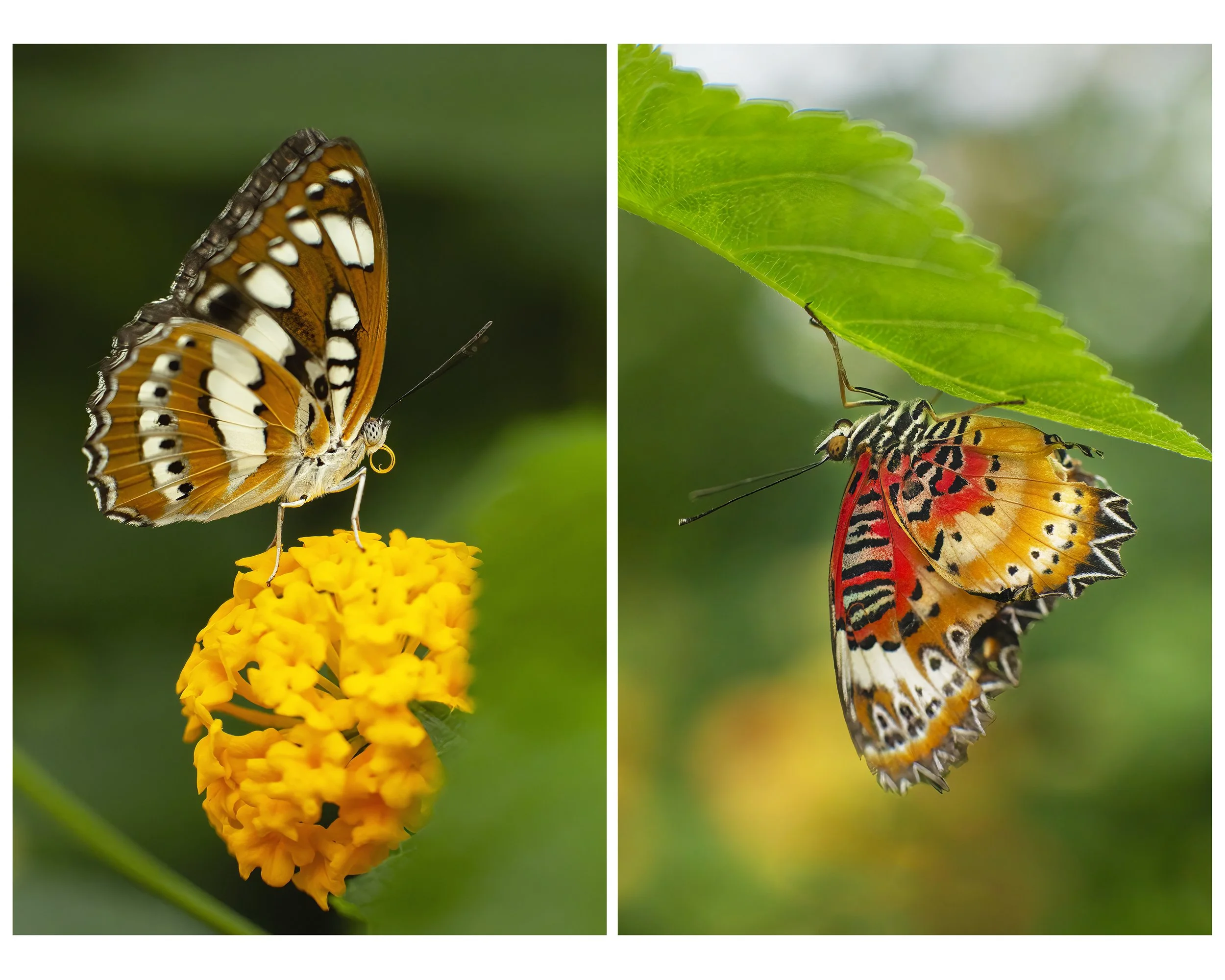 Butterflies_MULTI_01_CLR.jpg