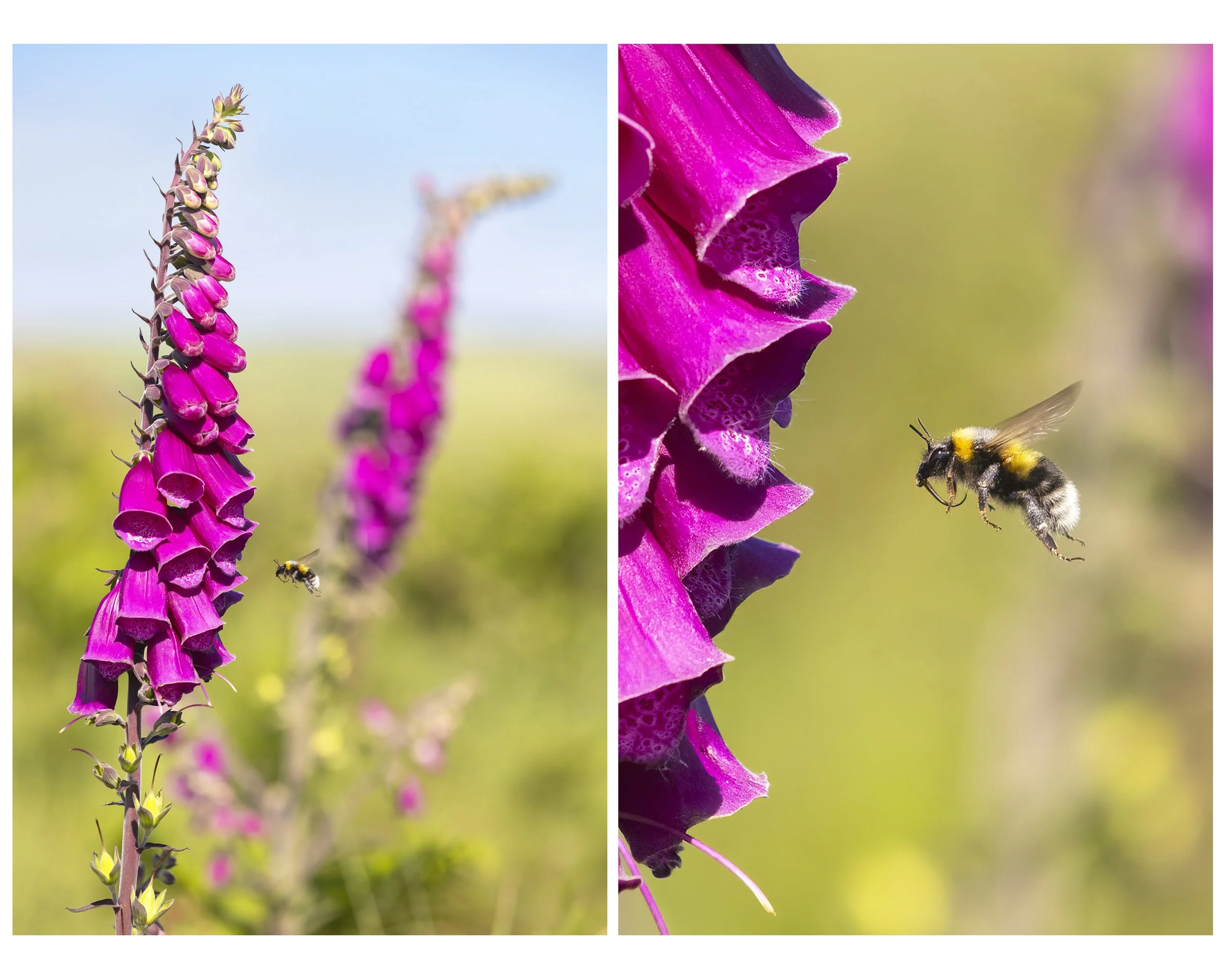 FoxGlove&Bee_MULTI_01_CLR_WEB.jpg