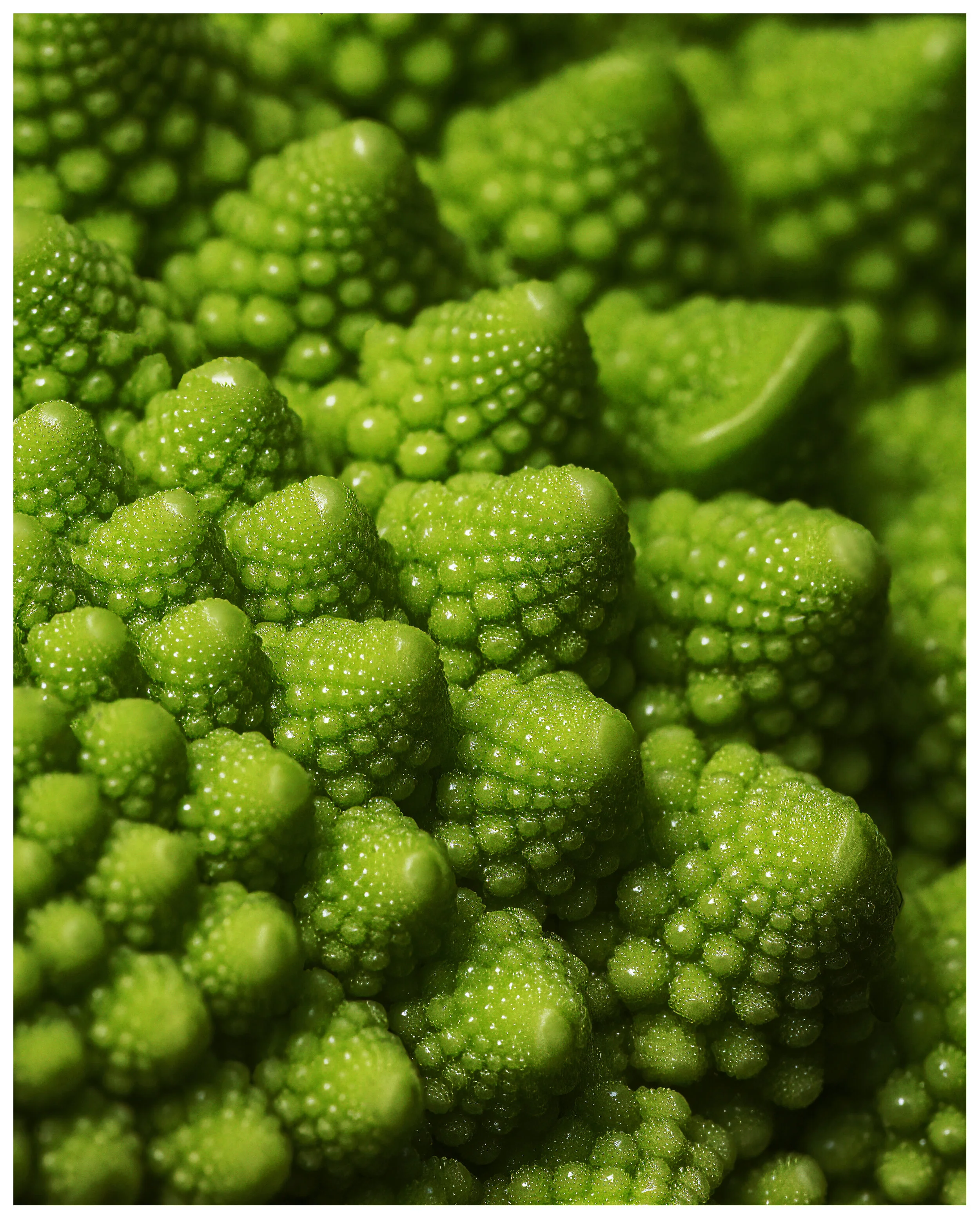 RomanescoBroccoli_03_IG_CLR1.jpg