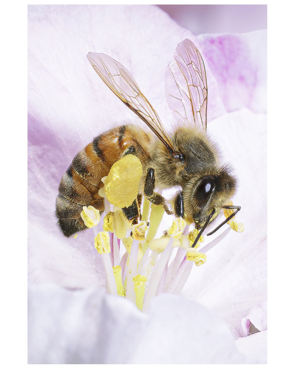Macro_Bee_06_IG_CROP_CLR.jpg