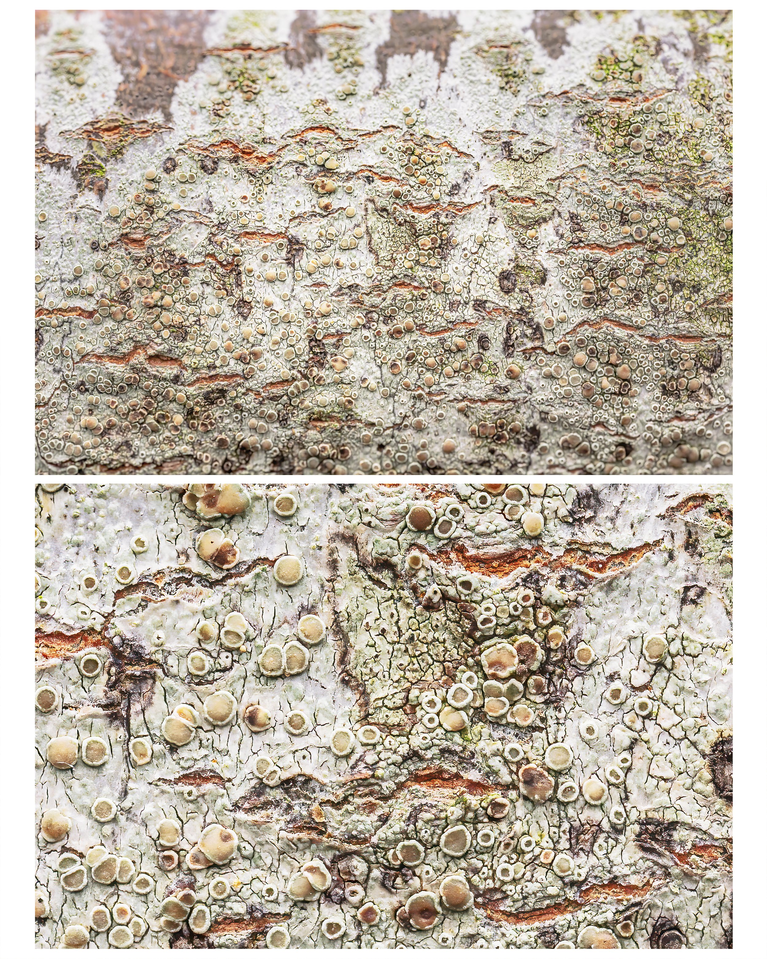 Silver Birch_MULTI_01_CLR.jpg