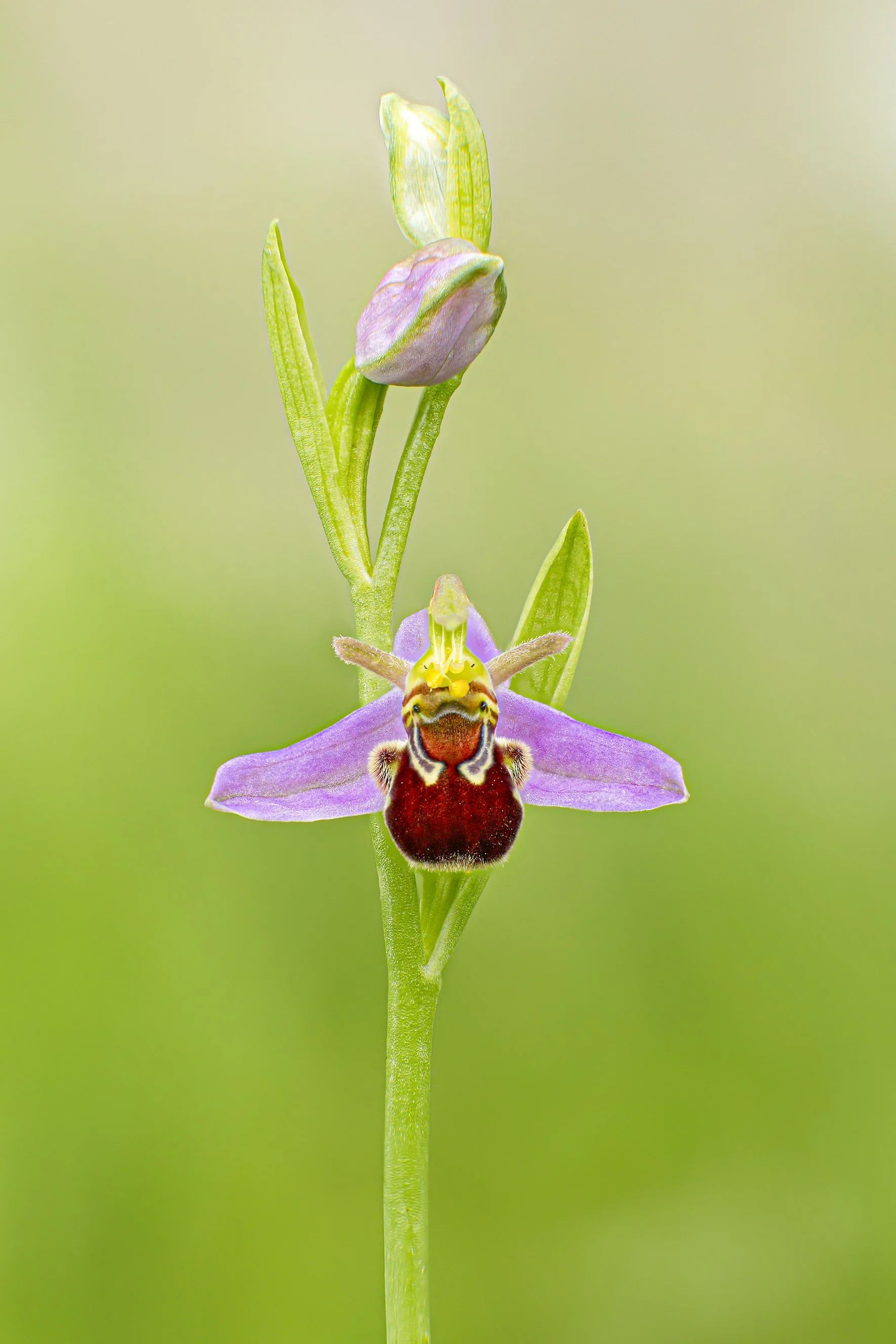 BeeOrchid_MULTI_01_CLR_WEB.jpg