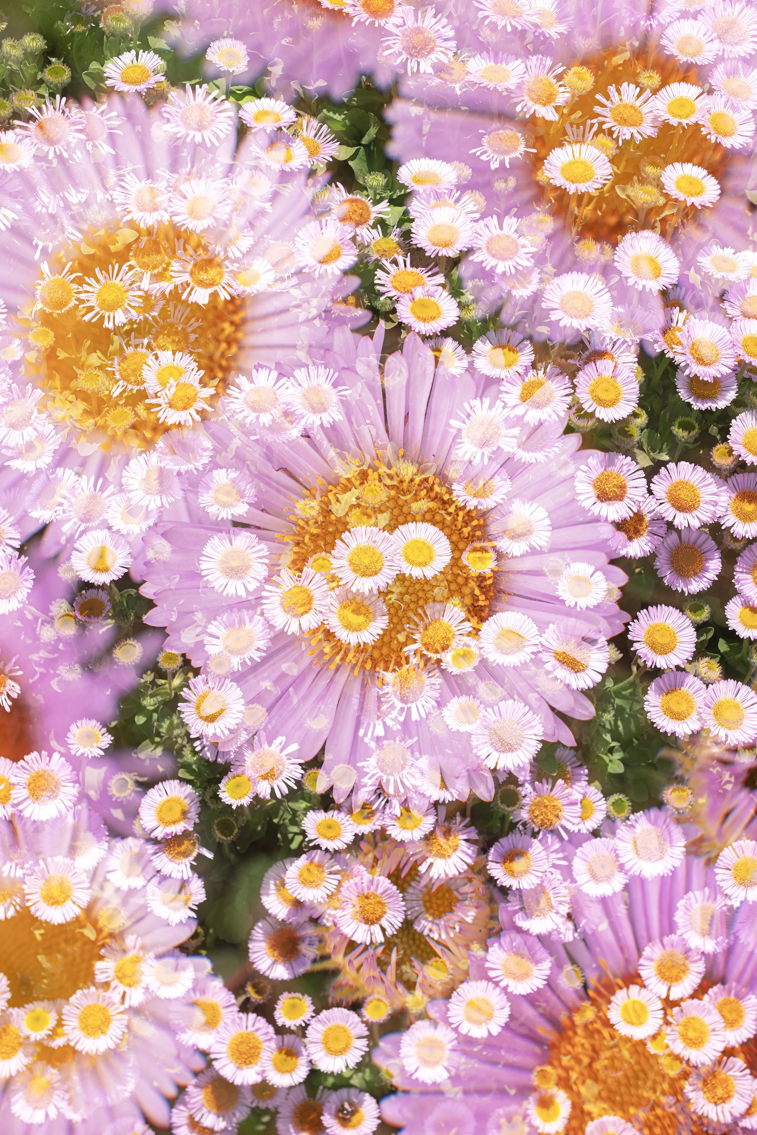 FloralDoubleExposure_02_IG_CLR_WEB.jpg
