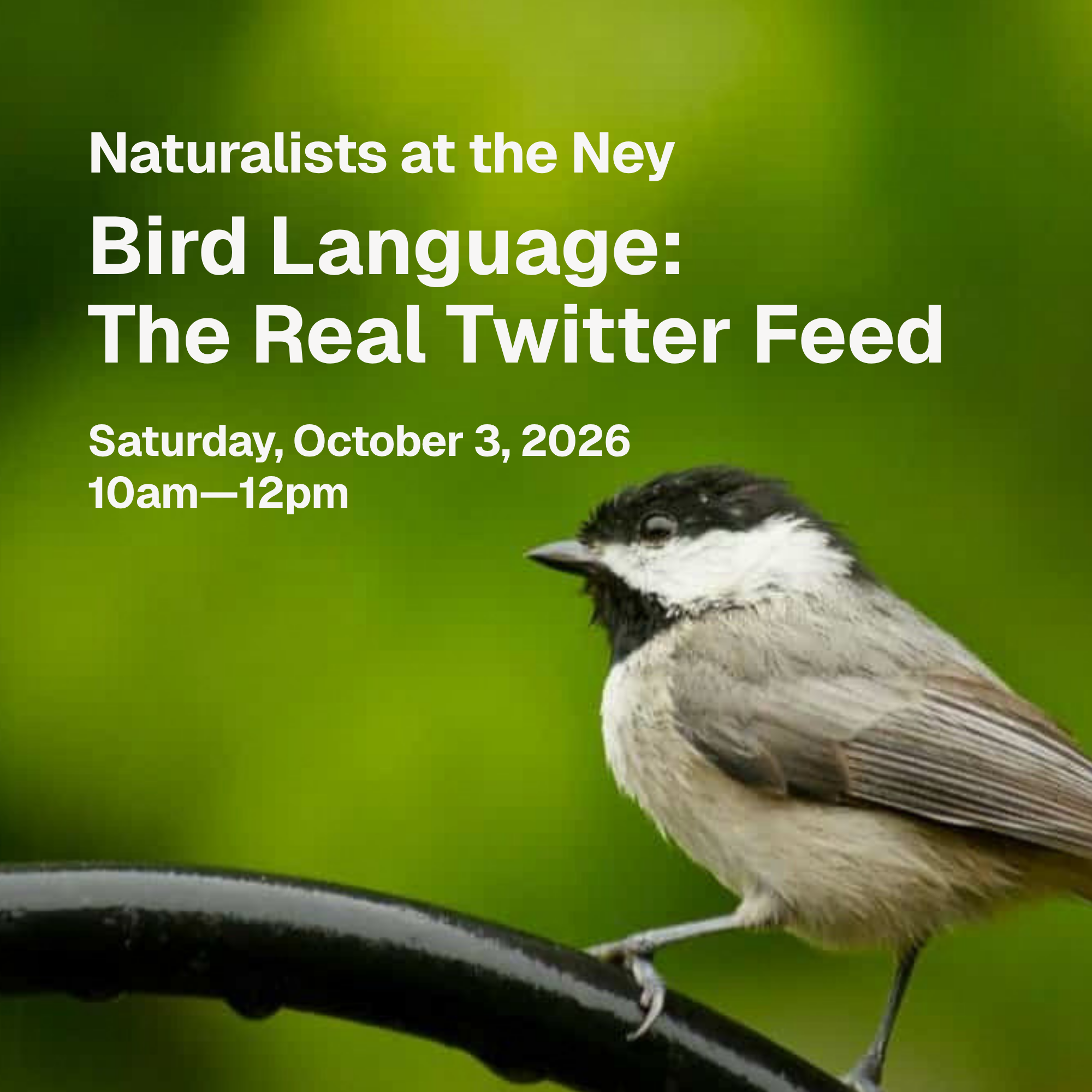 Naturalists at the Ney, Bird Language: The Real Twitter Feed