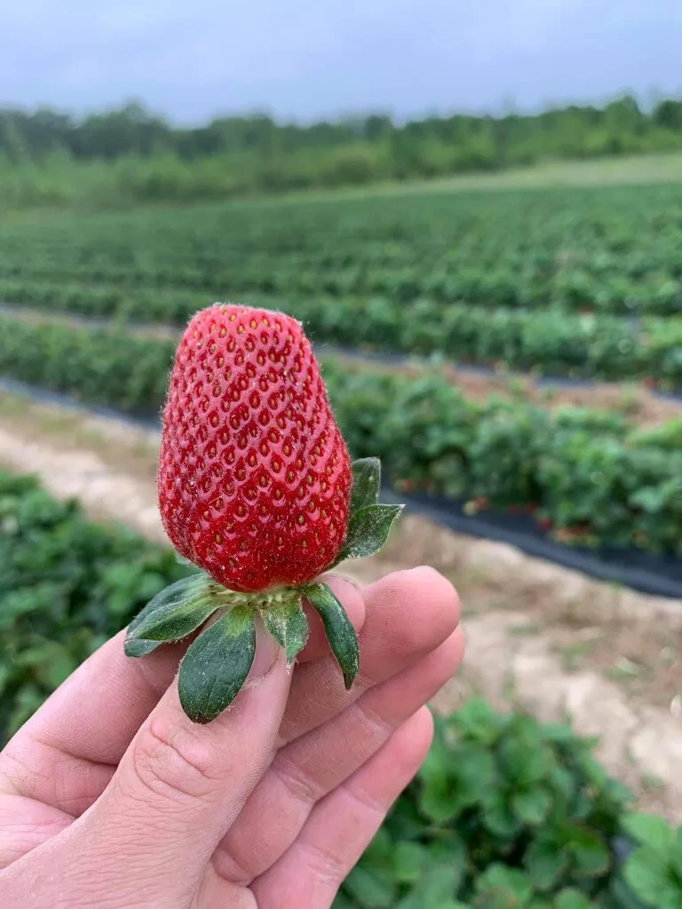 UPick — Rich Hill Farms