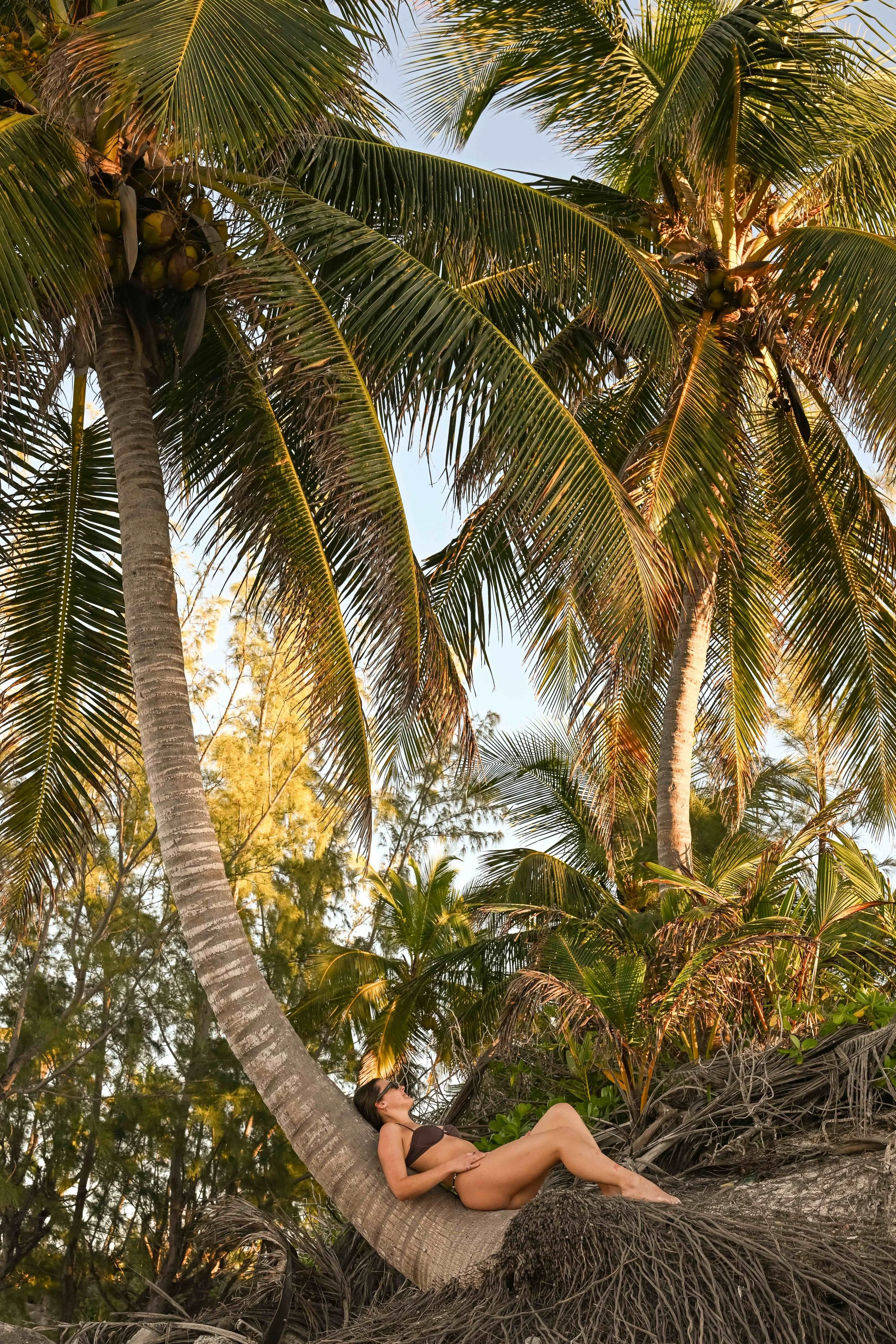 Peace Under The Palms