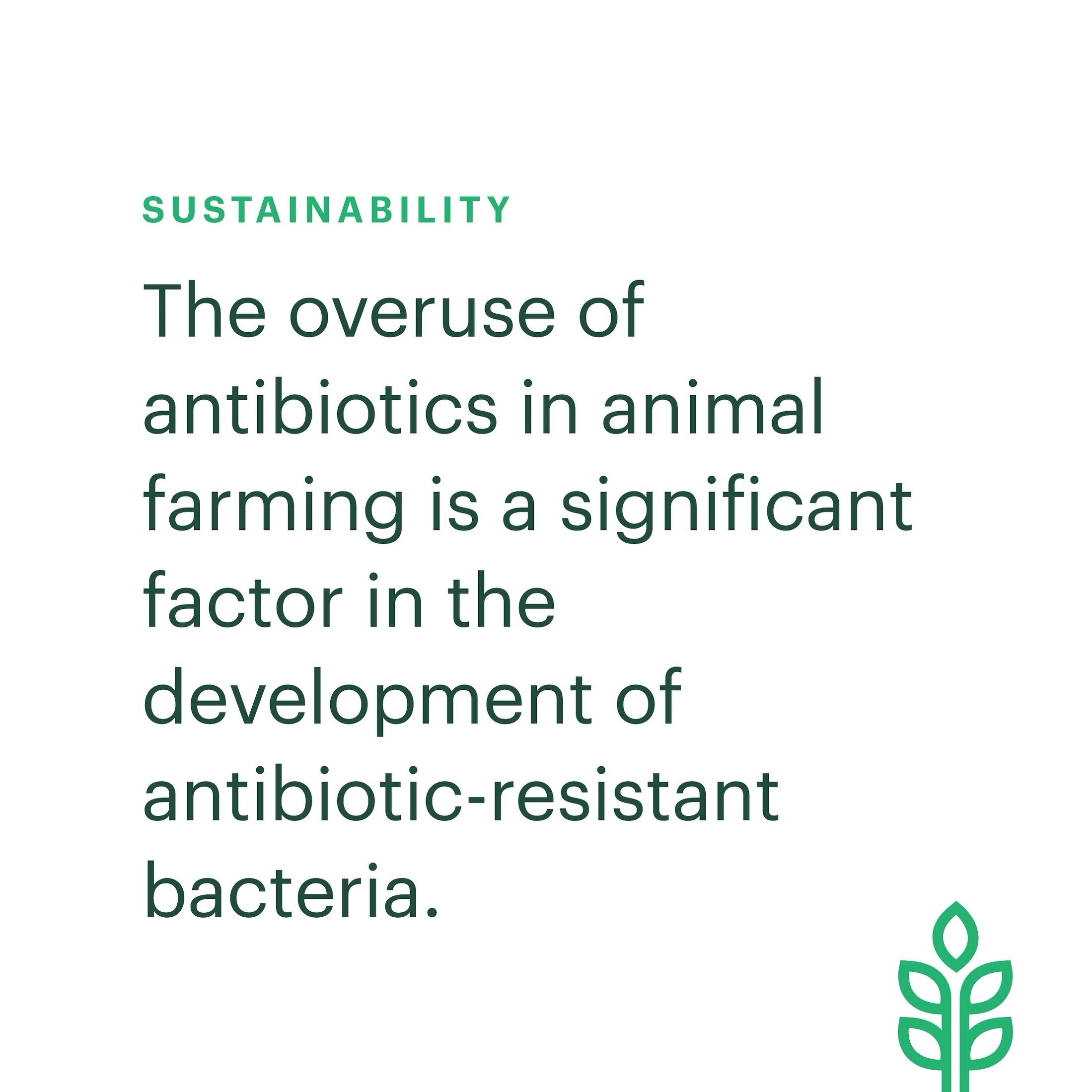 The overuse of antibiotics in animal agriculture, driven by their application not only for treating infections but also for disease prevention and growth promotion in livestock, is a significant factor contributing to the development of antibiotic-re