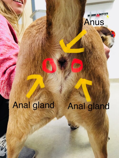 What Is That?! - Anal Sacs | Clarendon Animal Care