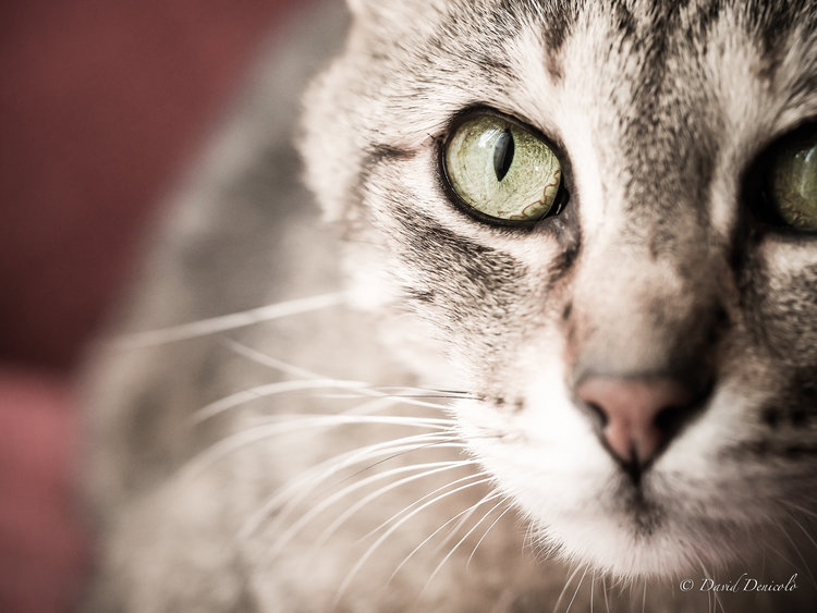 What Is That Third Eyelid Clarendon Animal Care