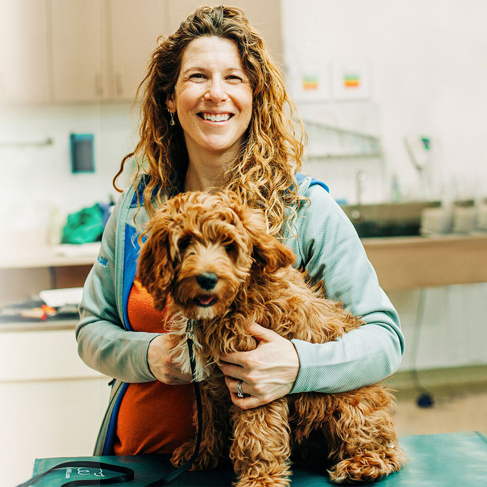 Pets V care Animal Hospital - Clarendon Animal Care Vet Clinic | Animal Hospital | North & South  Arlington, VA