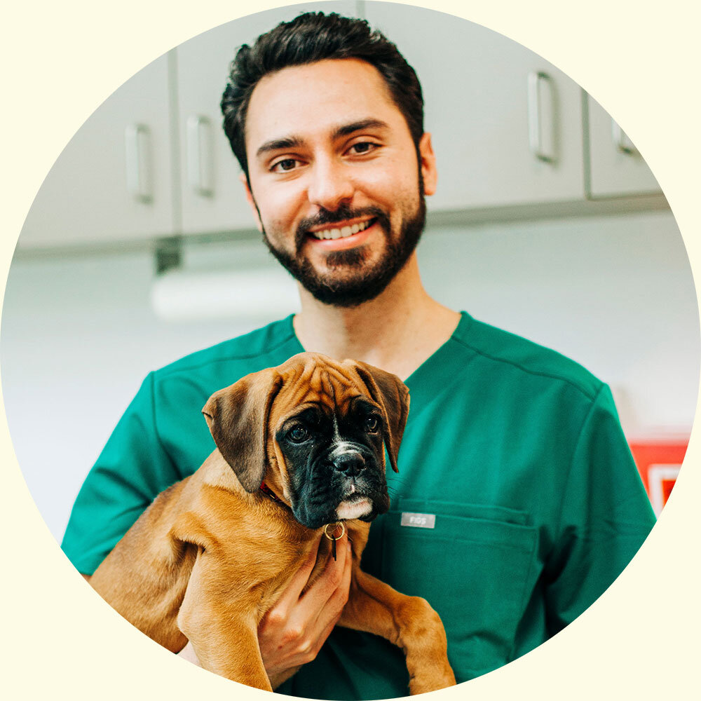 veterinarian holding dog clarendon animal care