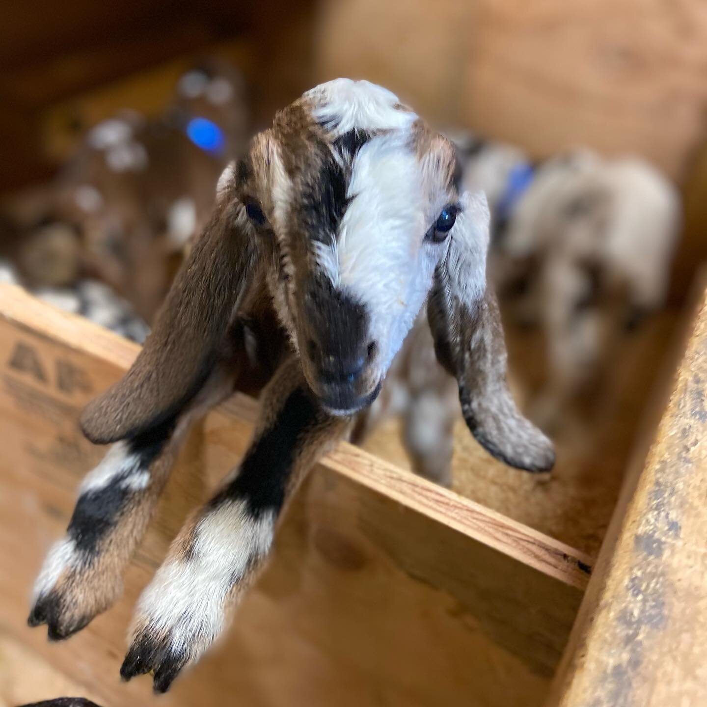 The announcement you&rsquo;ve all been waiting for!  Babies are here! ❤️😍❤️

IMPORTANT- Please read!!
We understand there is a great deal of excitement around meeting the baby goats so we are requesting the following: 
Please check in with one of us