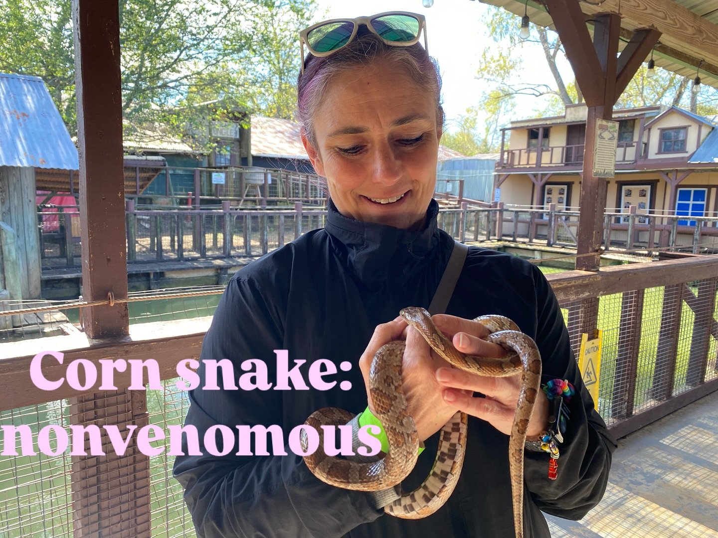 Snakes are amazing creatures! Recognizing venomous versus non-venomous is super important. My kids know that they should never grab a snake in the wild, but they are also trained to recognize the dangerous ones. #snakesarecool #snake #cornsnake