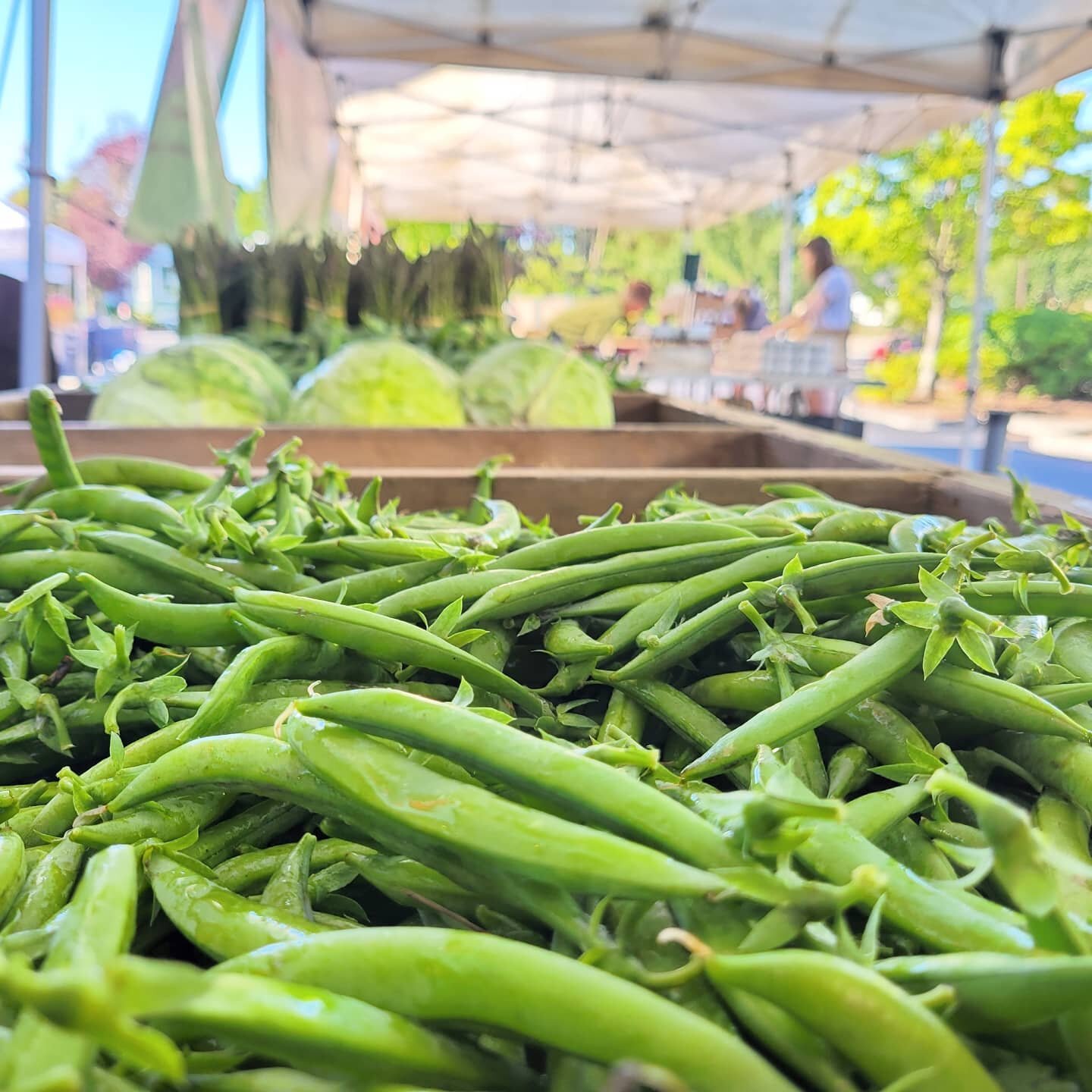 Summer peas and beans are here! Stop by the market today to pick some up: 

Saturday:
@portlandfarmers 8:30 to 2:00pm
@beavertonmarket from 9:00 to 1:30pm
Sunday:
@woodstockmarketpdx from 10:00 to 2:00pm! 
At King market 10:00 to 2:00pm! 

&nbsp;#sug