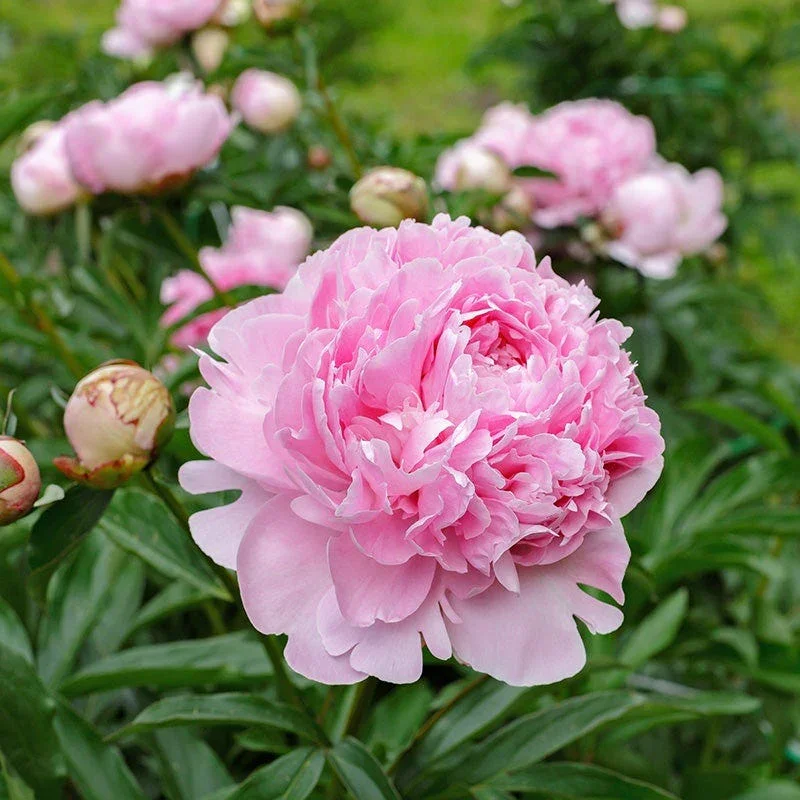 peonies-pink-shutterstock-463922750-cropped_1_2.webp