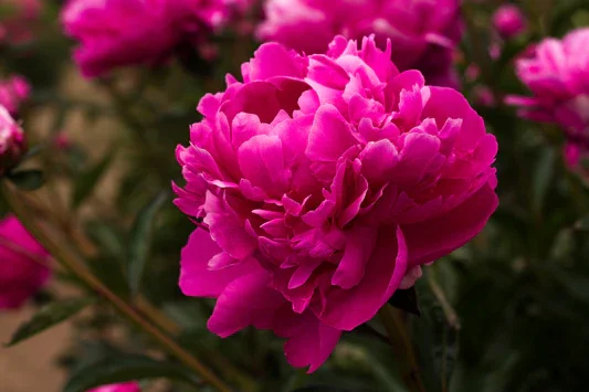 Alexander_Fleming_Peony.webp