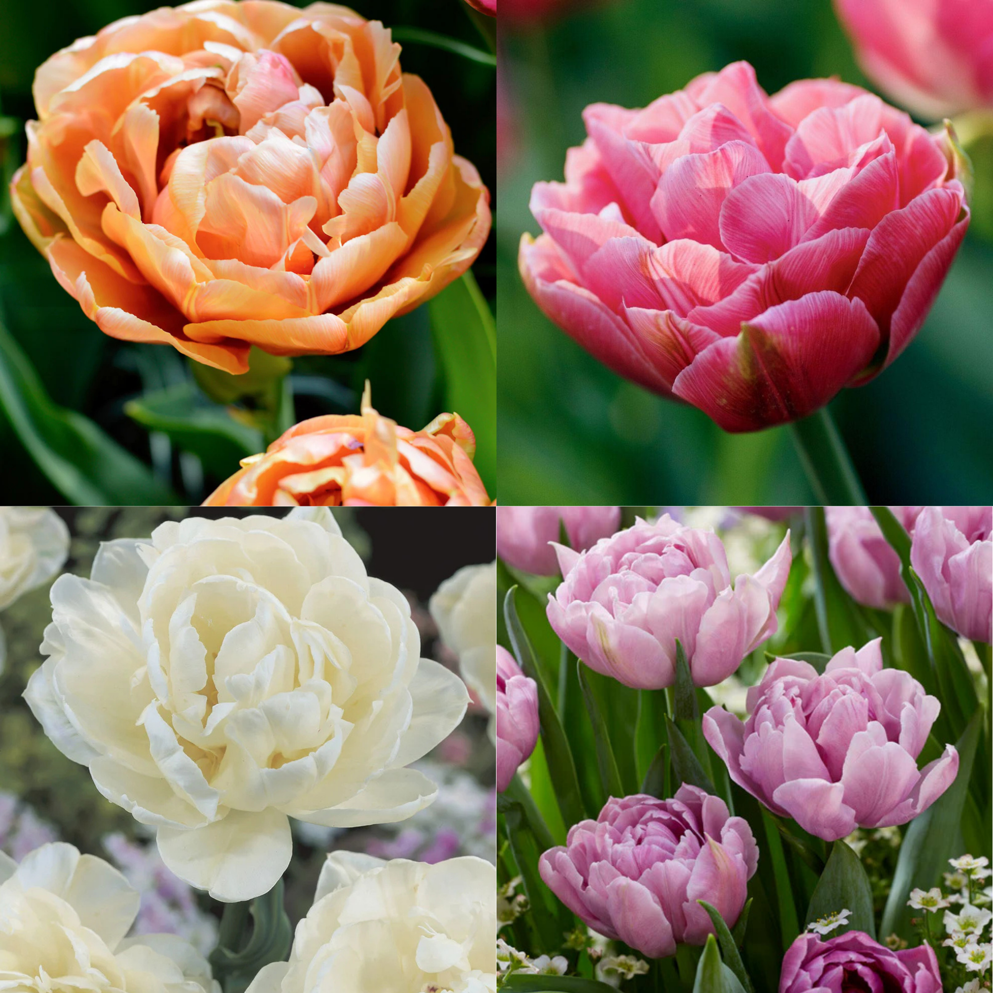 4 week Tulip Subscription