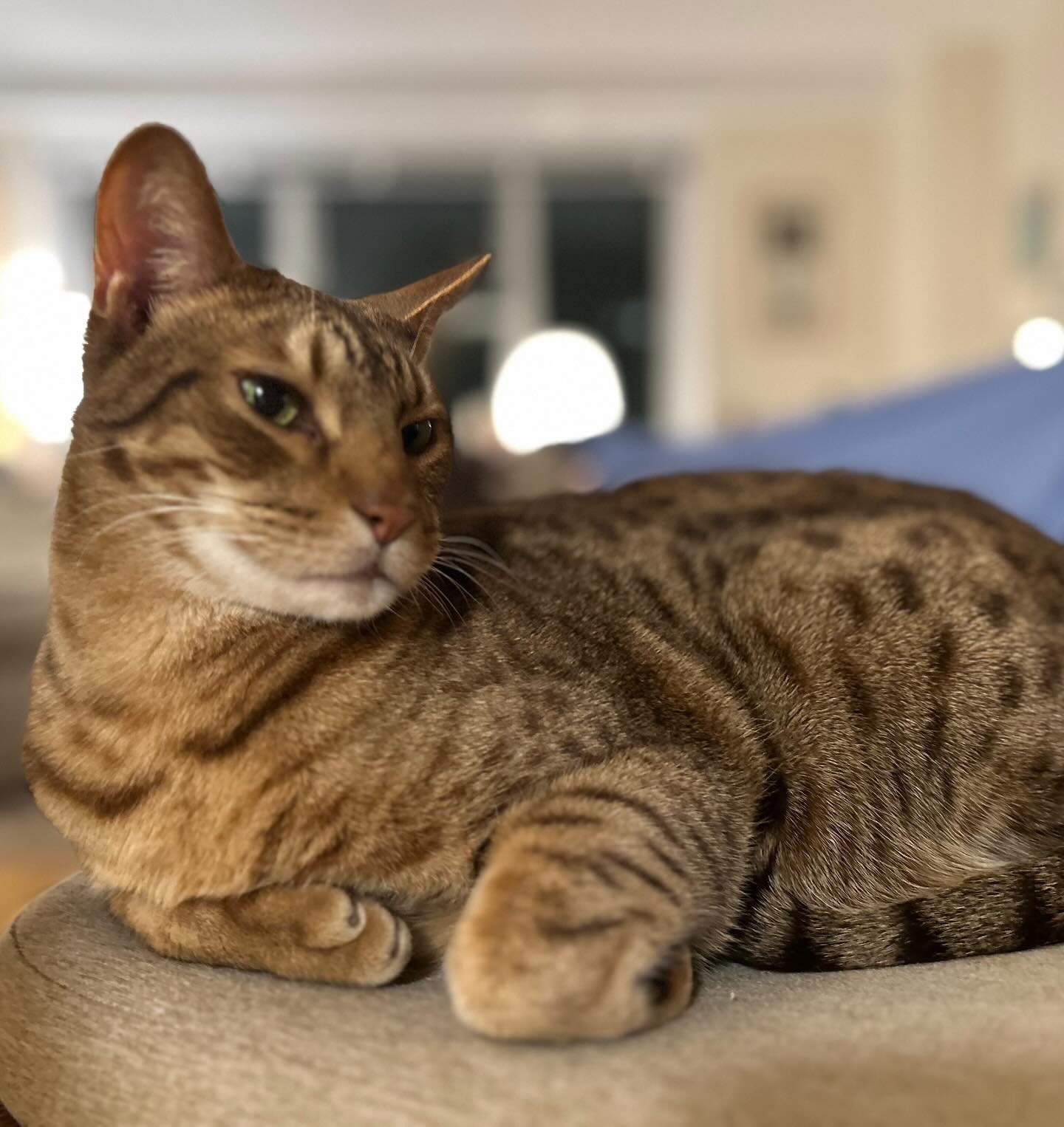 2013-2024 
He was the little cat in &ldquo;Big Cat, Little Cat.&rdquo;
Then he was the big cat in our home.
He was a great &amp; good cat