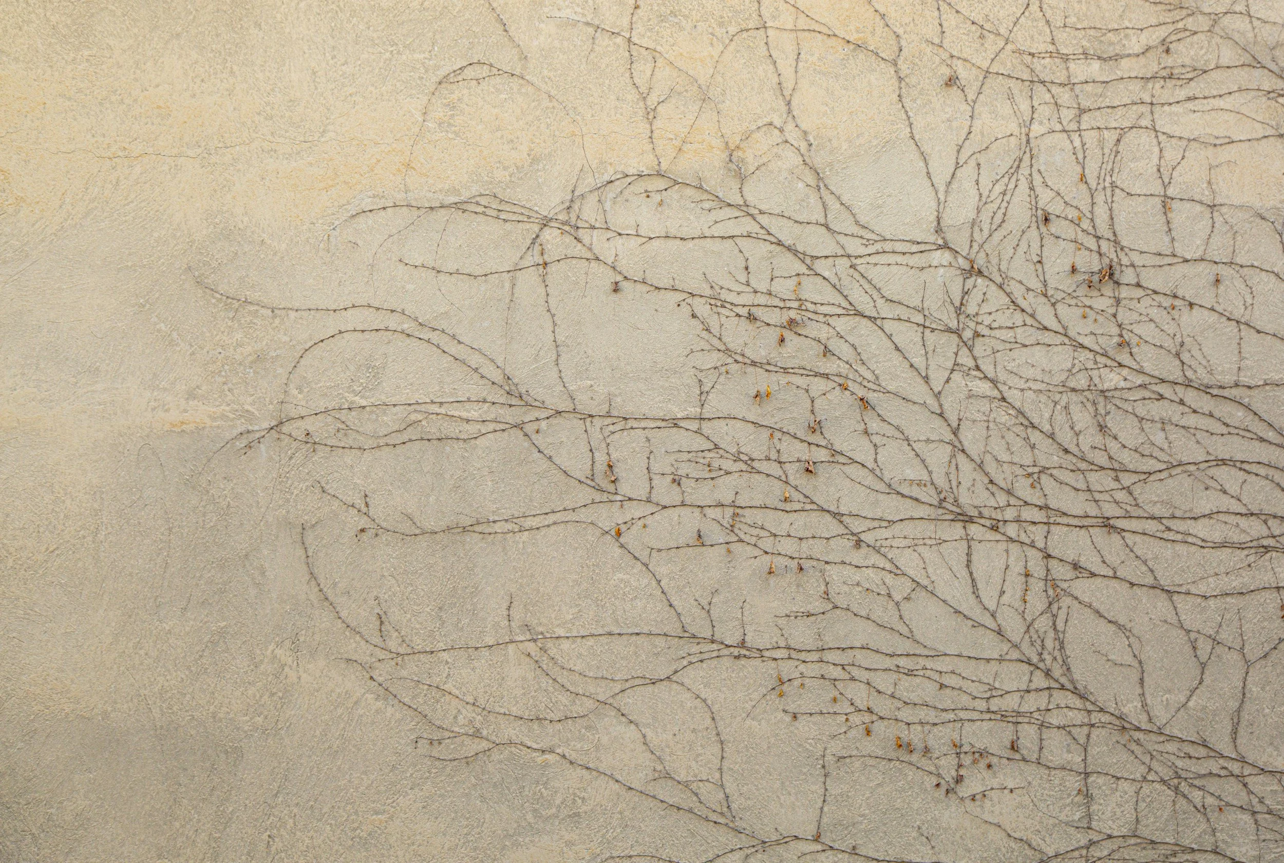 Close-up of a beige textured wall with thin, dark, dried vines and small orange buds or leaves.