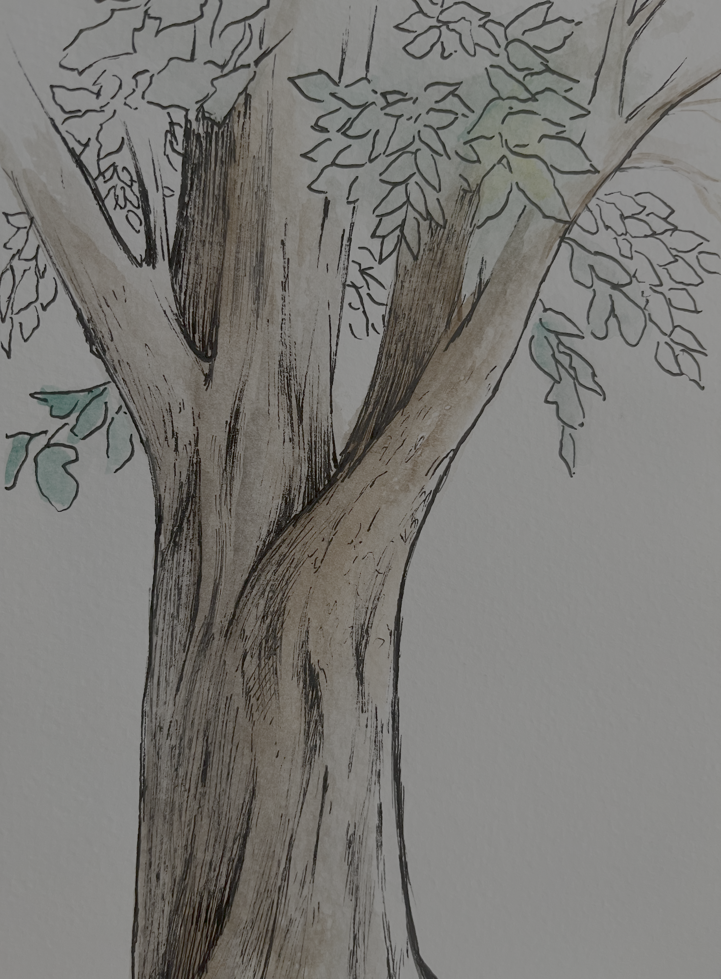 A watercolor drawing of a tree trunk with branches and leaves extending outward. The bark is textured with fine lines, and the leaves are outlined with minimal shading, some lightly colored in green.