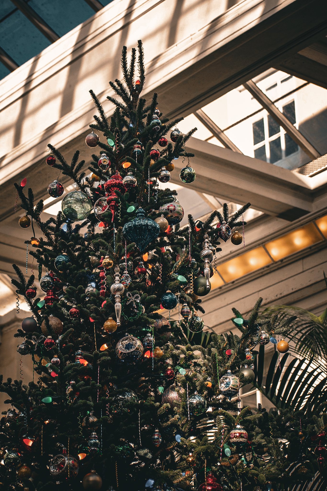 longwood christmas 23-11.jpg