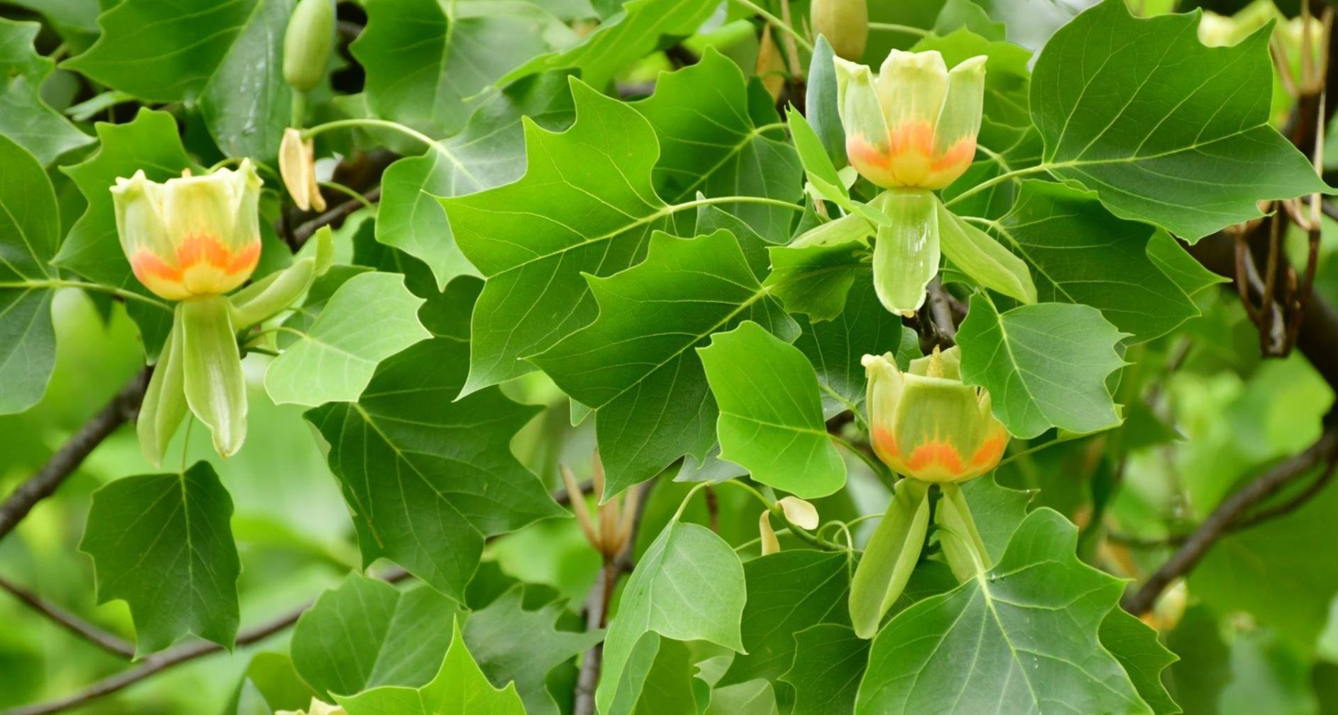 tulippoplar3.jpg