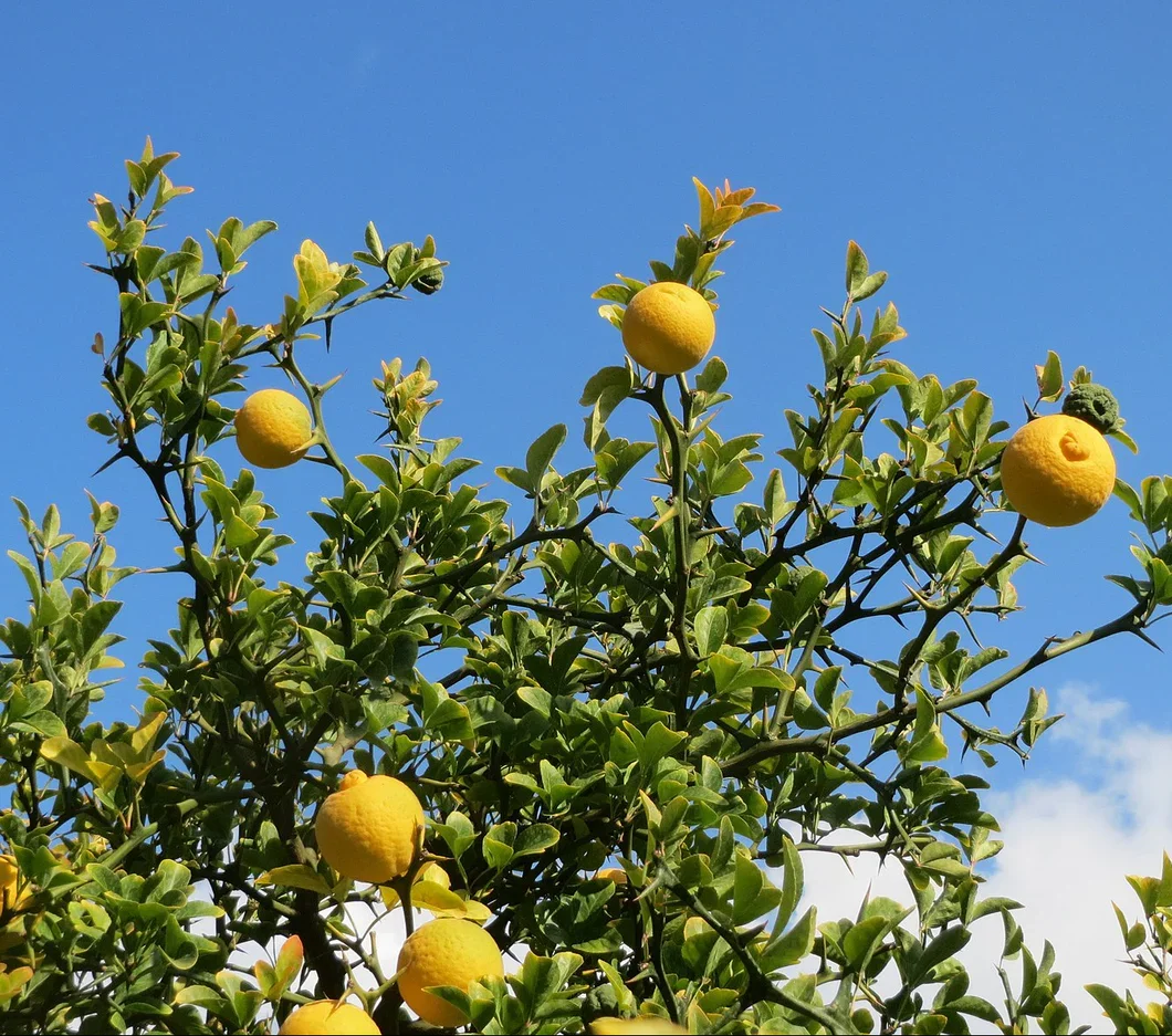 1600px-20151019Citrus_trifoliata4_530x@2x.webp