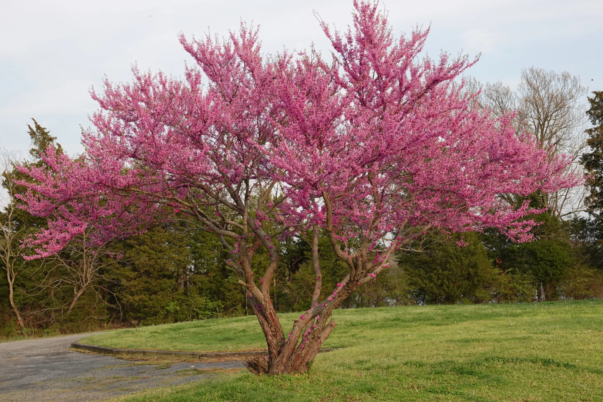 EasternRedbud.webp