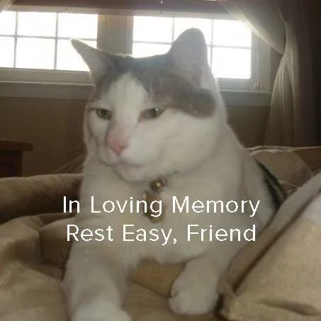 kitty.jpg