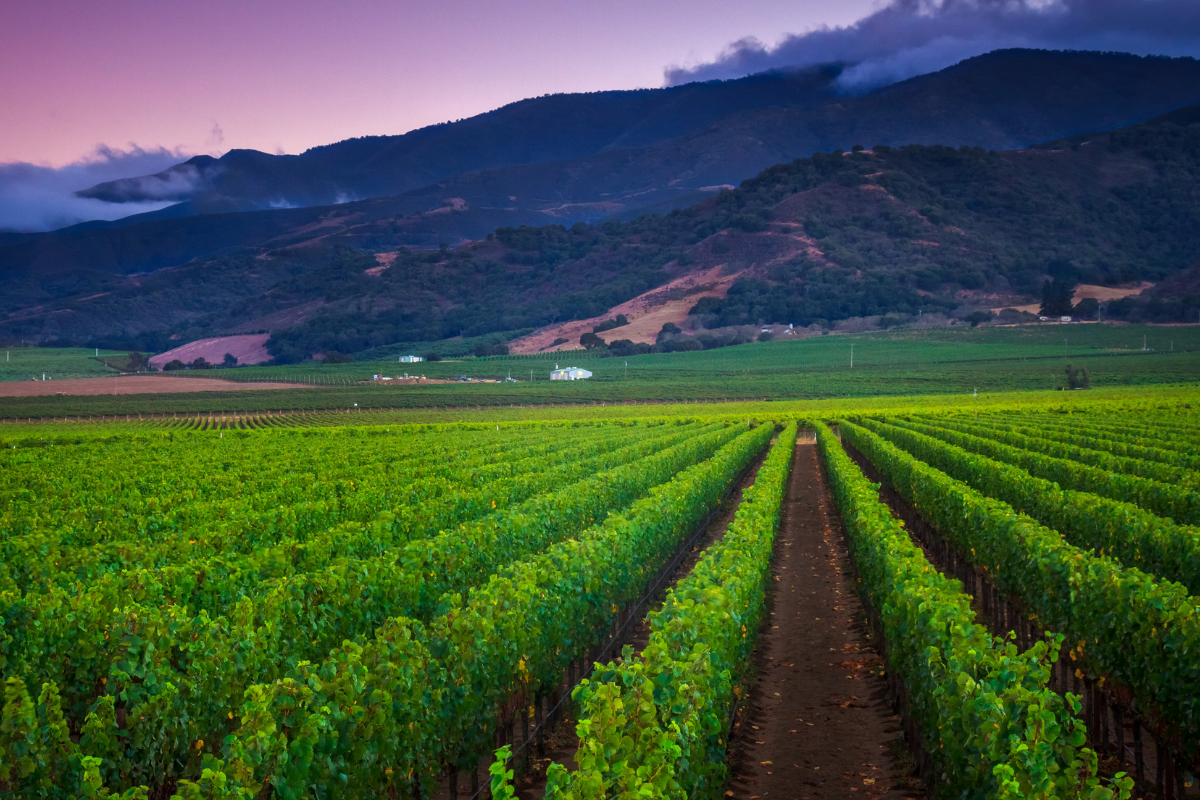 MORGAN VINEYARDS WINE DINNER