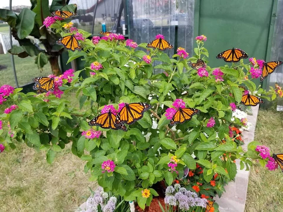 Butterfly Garden Seminar by Forever Green