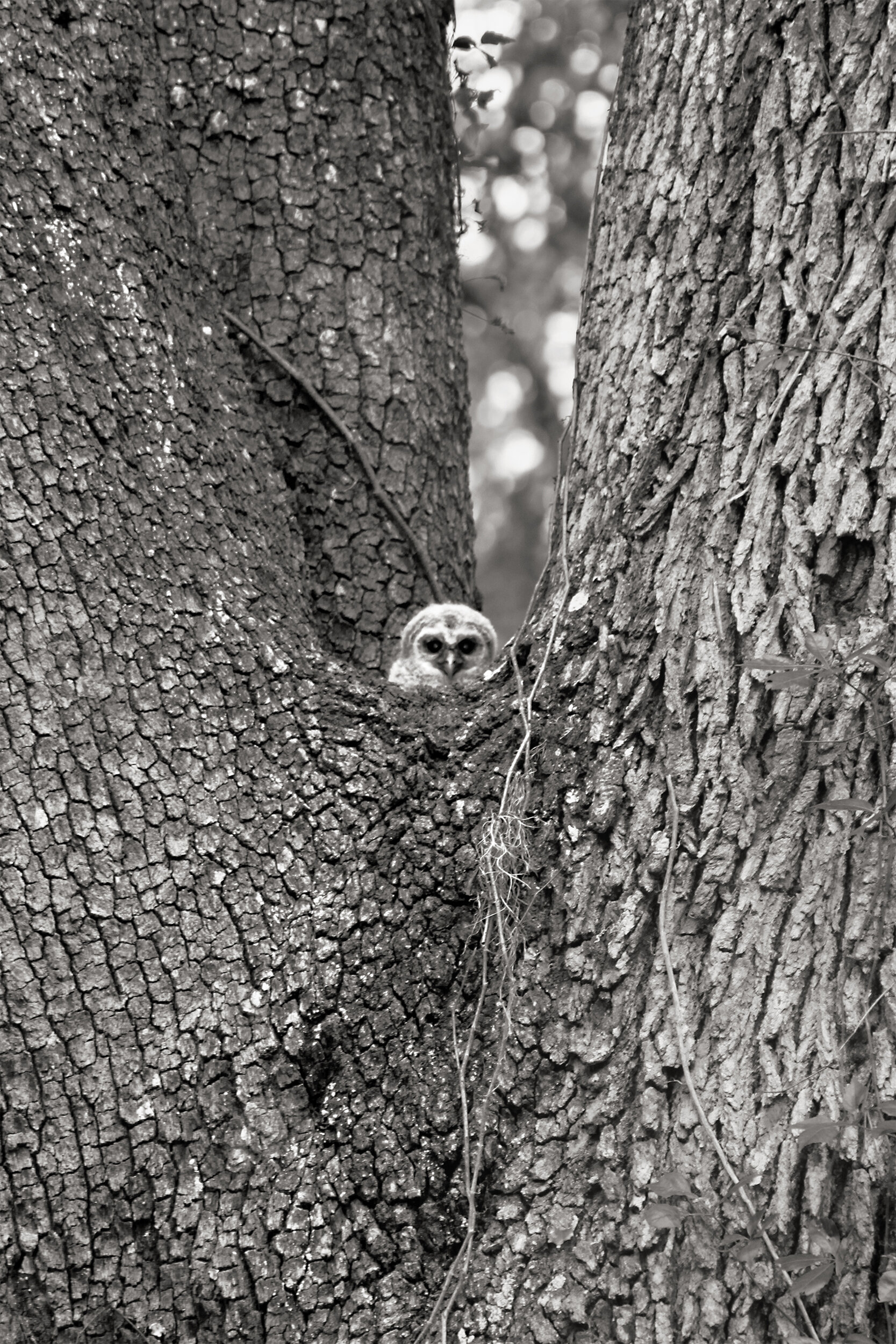  Owl Oak, 2020 