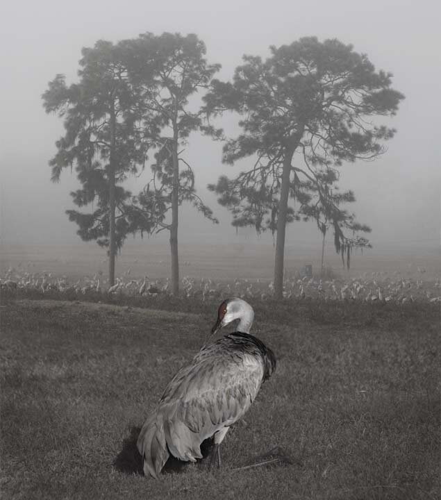  Three Pines Fog and Crane, 2008 