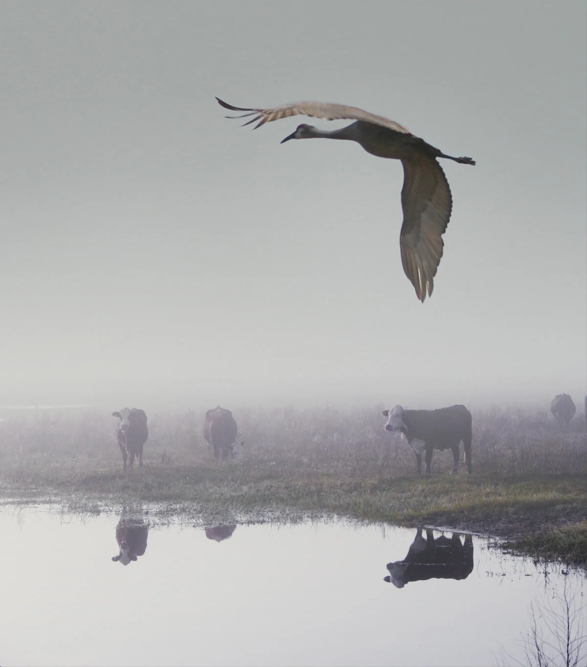 Crane Blessing, 2004