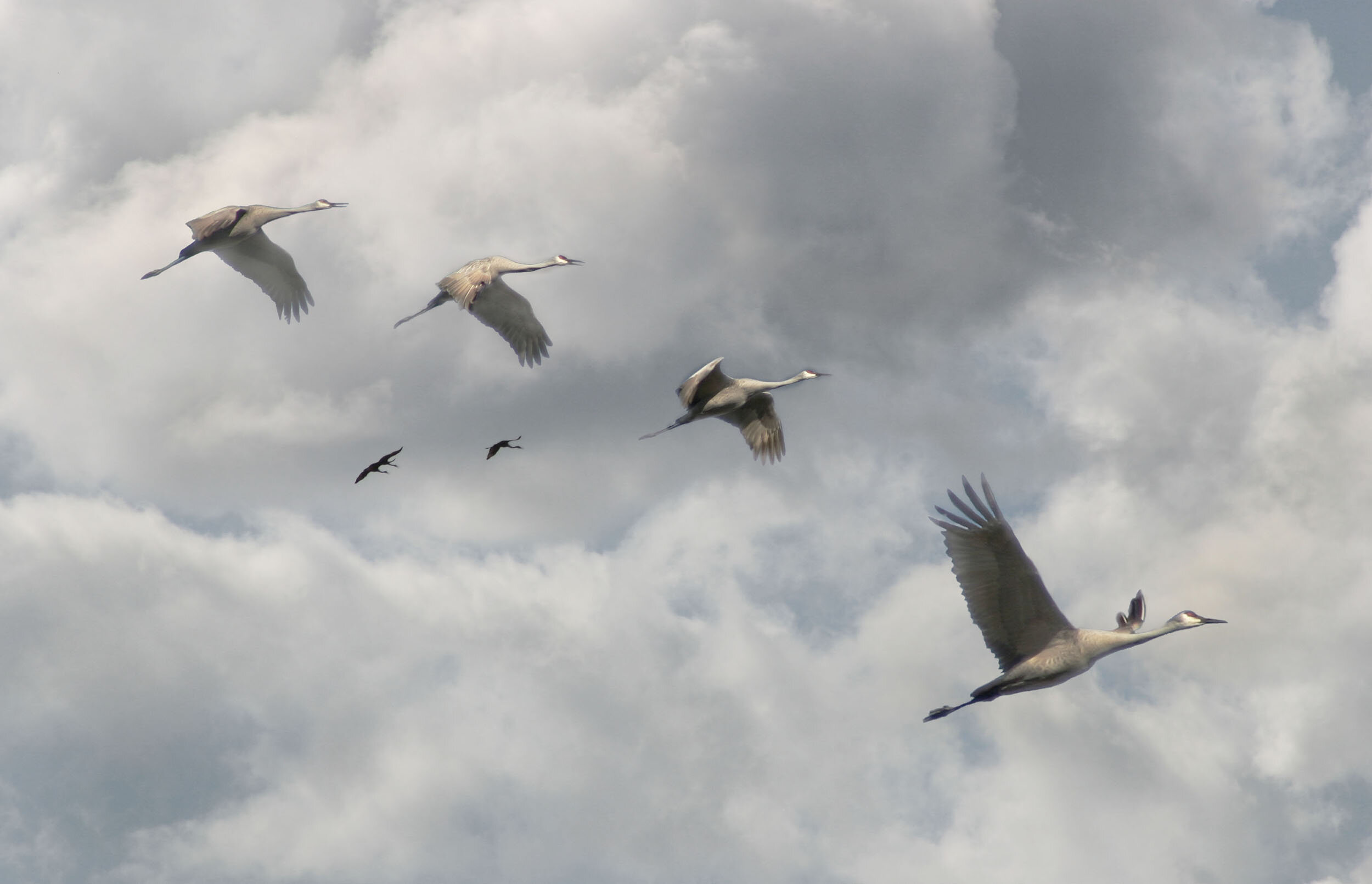  Cloud Cranes, 2005 