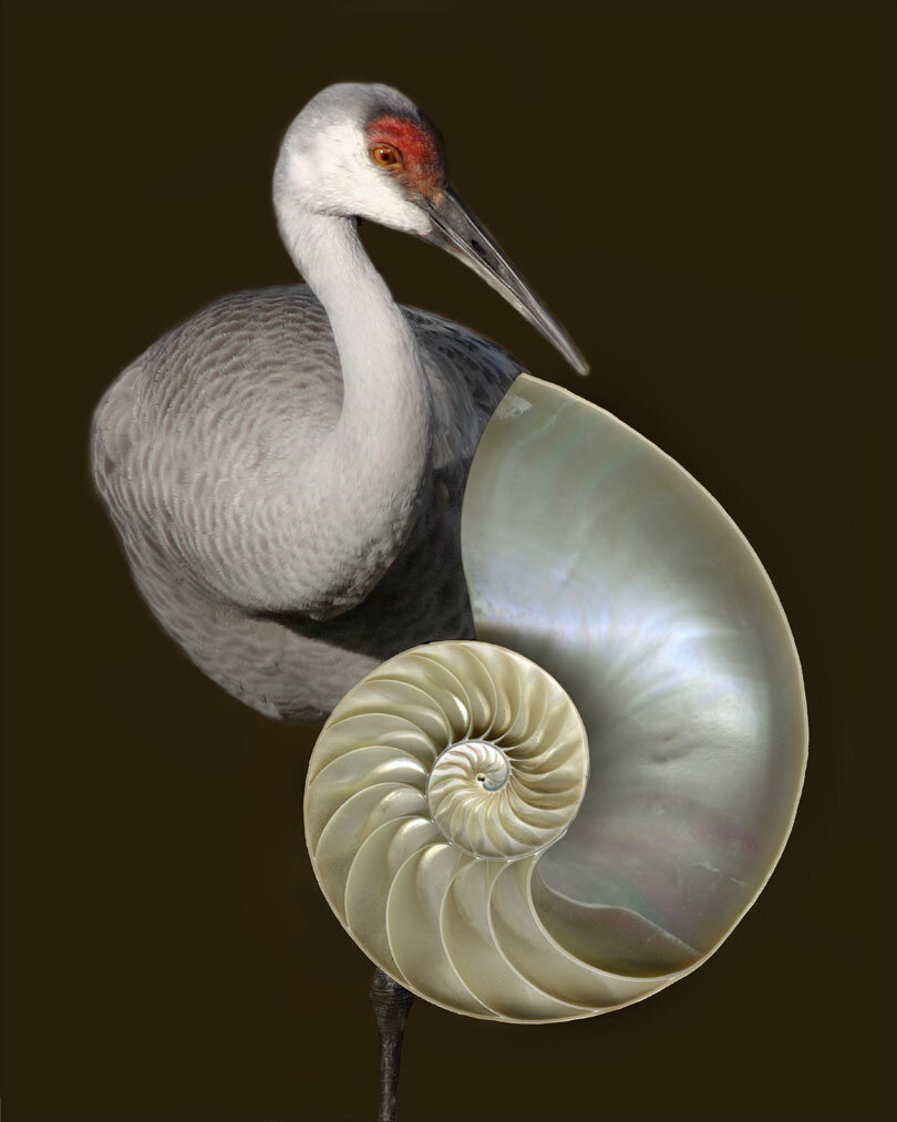  Nautilus Crane, 2006 