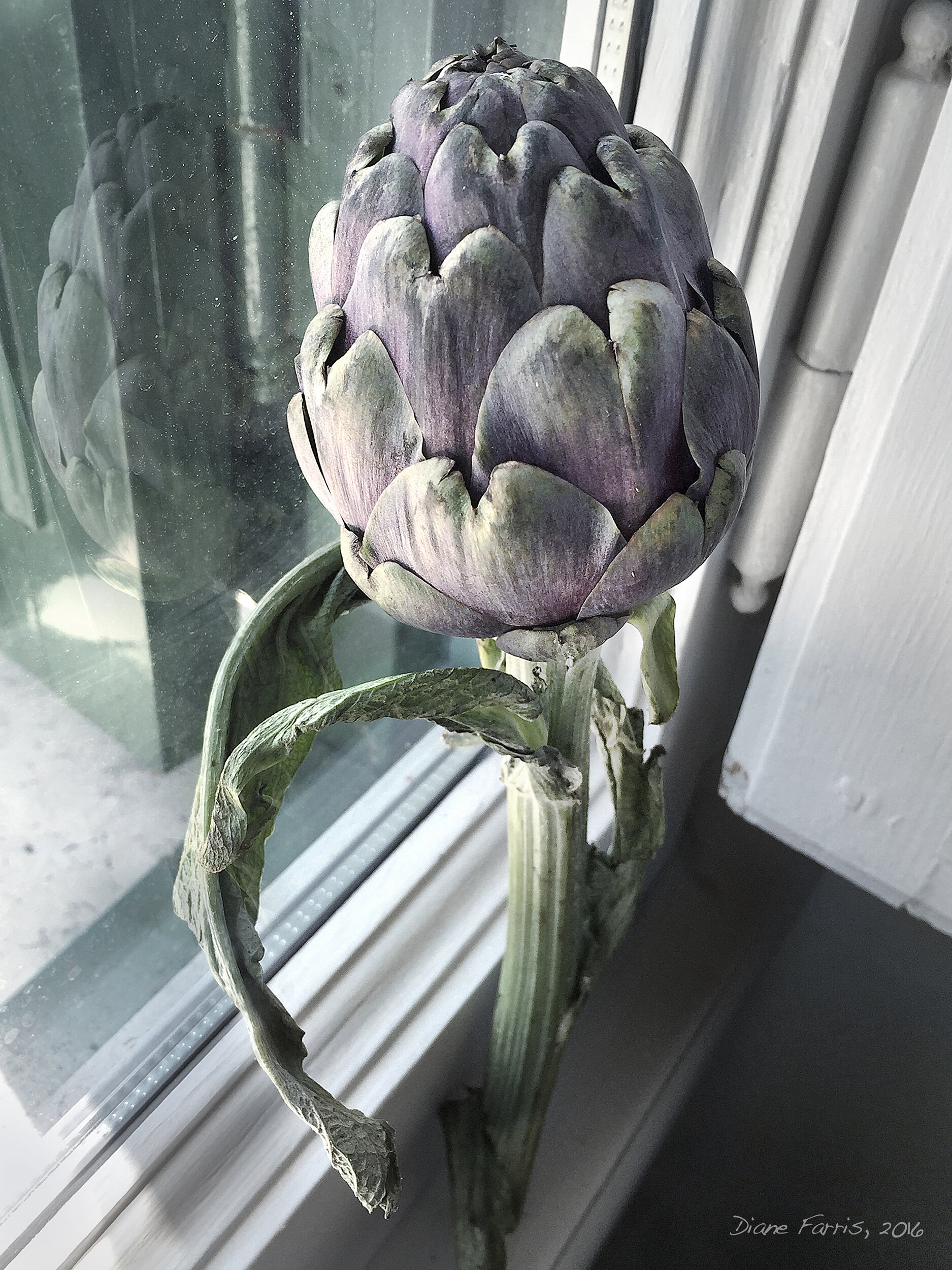  Artichoke Window, 2016 