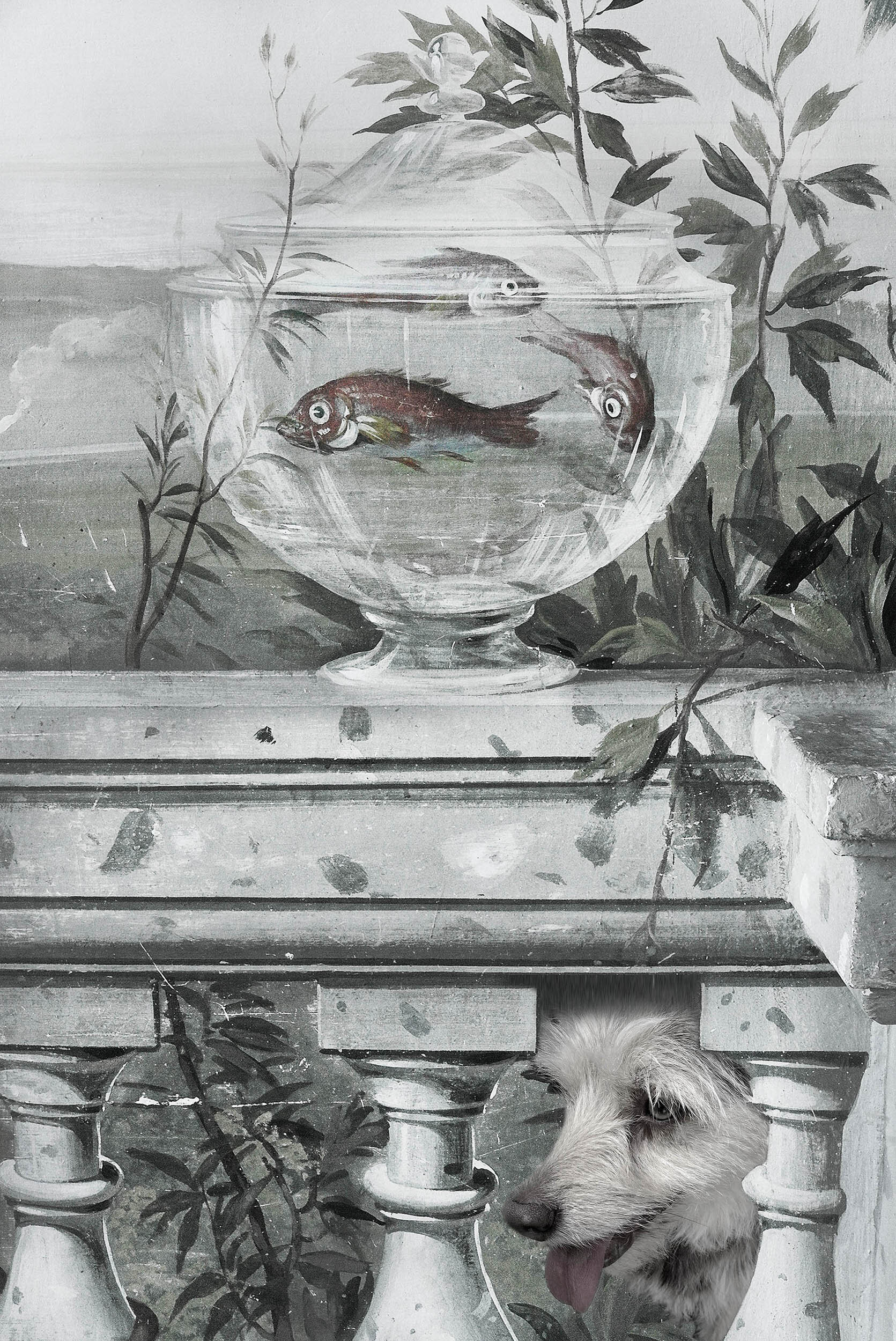  Fishbowl Dog, 2015 