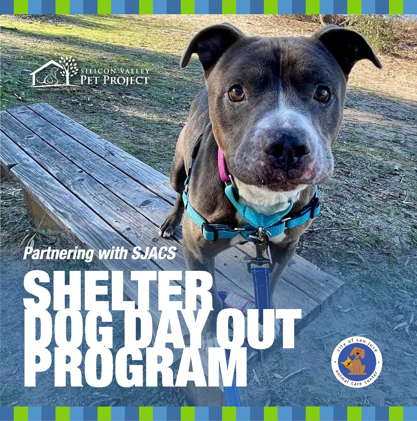Celebrating the 2 Year Anniversary of Dog Dog Day Out Program!