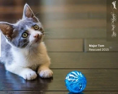Celebrating Ten Years of Saving Lives: Major Tom's Story