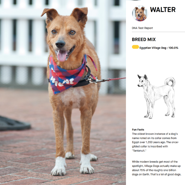 Meet Walter: A Living Piece of History