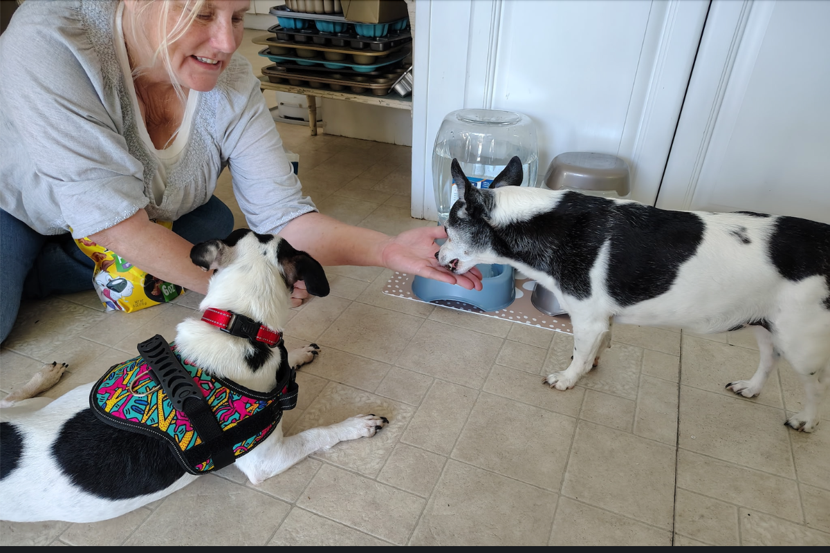 From a Nextdoor Photo to a Forever Home: Spot’s Miraculous Journey