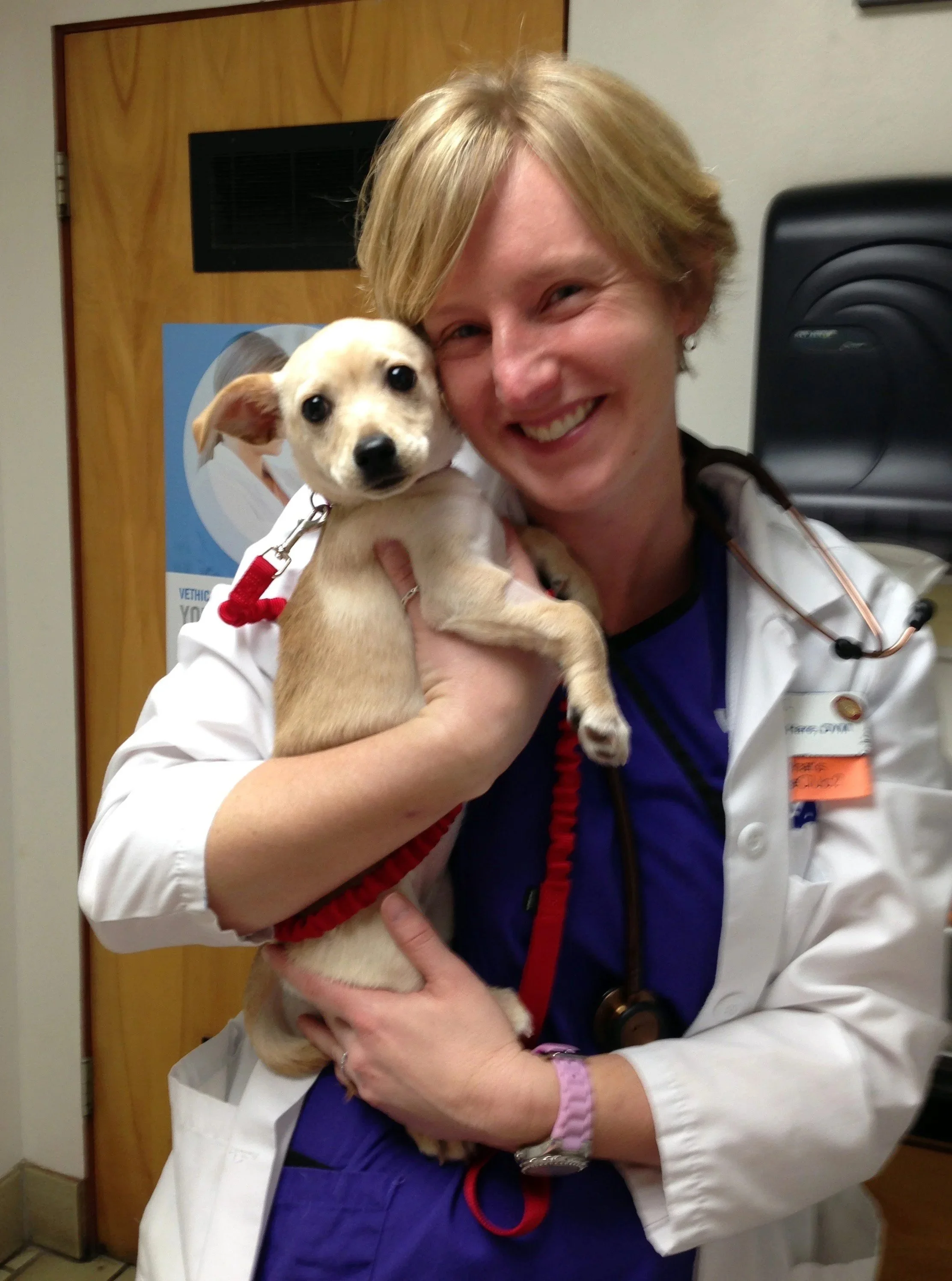 Dr. Stacy Hare | Veterinarian