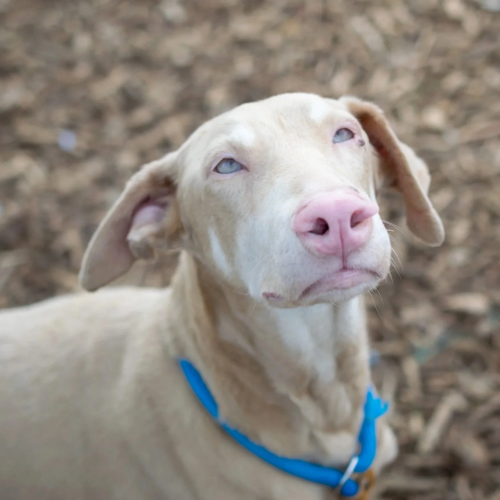 Pearla, 2/2025 - 5/2026