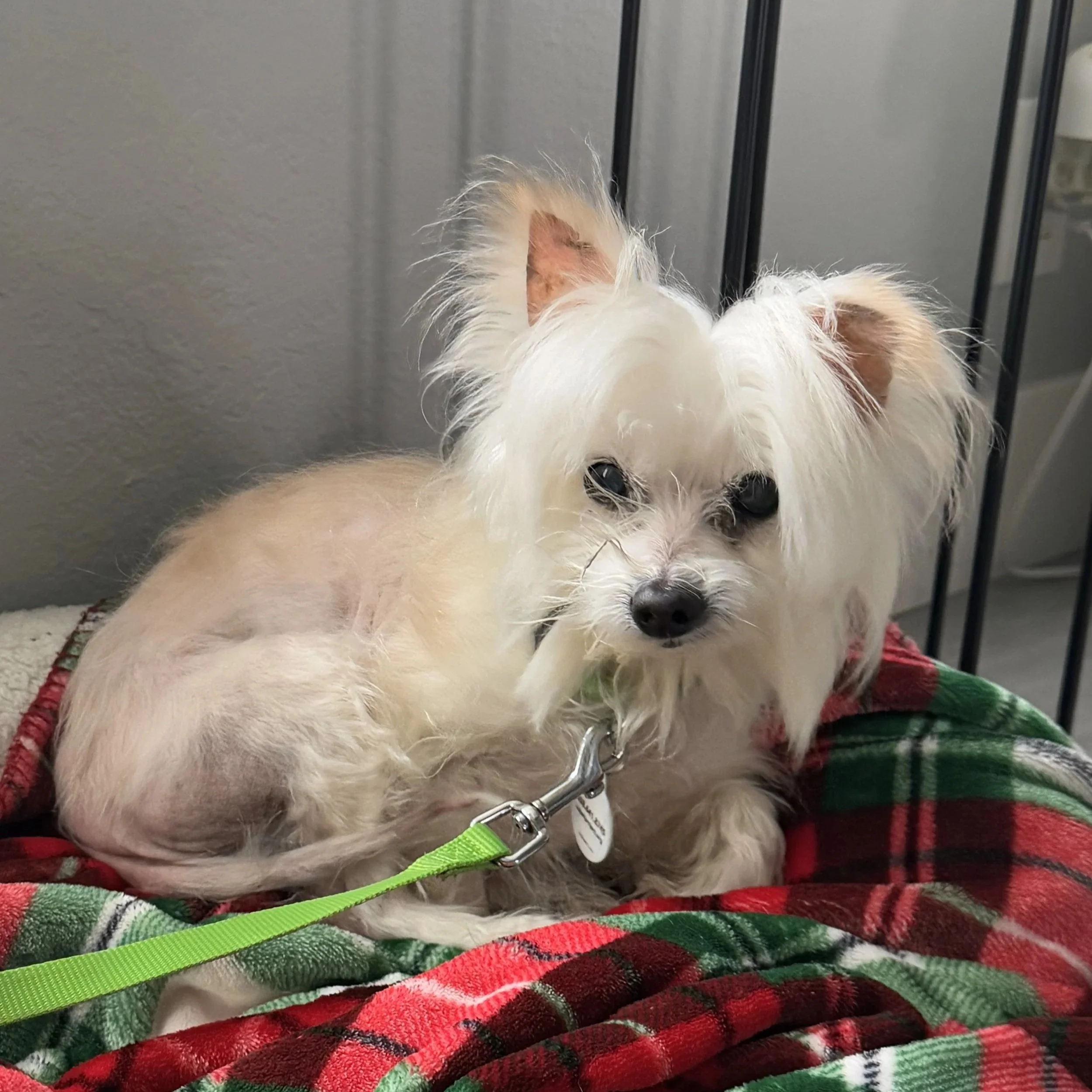 Sugar, 12/2024 - 4/2025