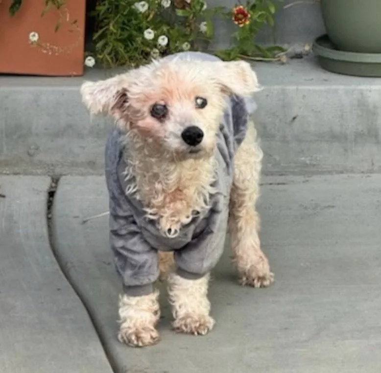 Oscar, 1/2024 - 3/2024