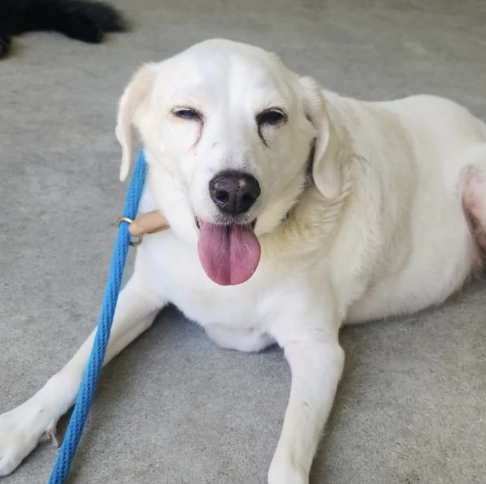 Opal, 6/2023 - 8/2023