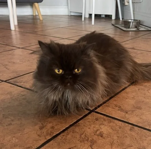 Truffles, 6/2023 - 6/2023